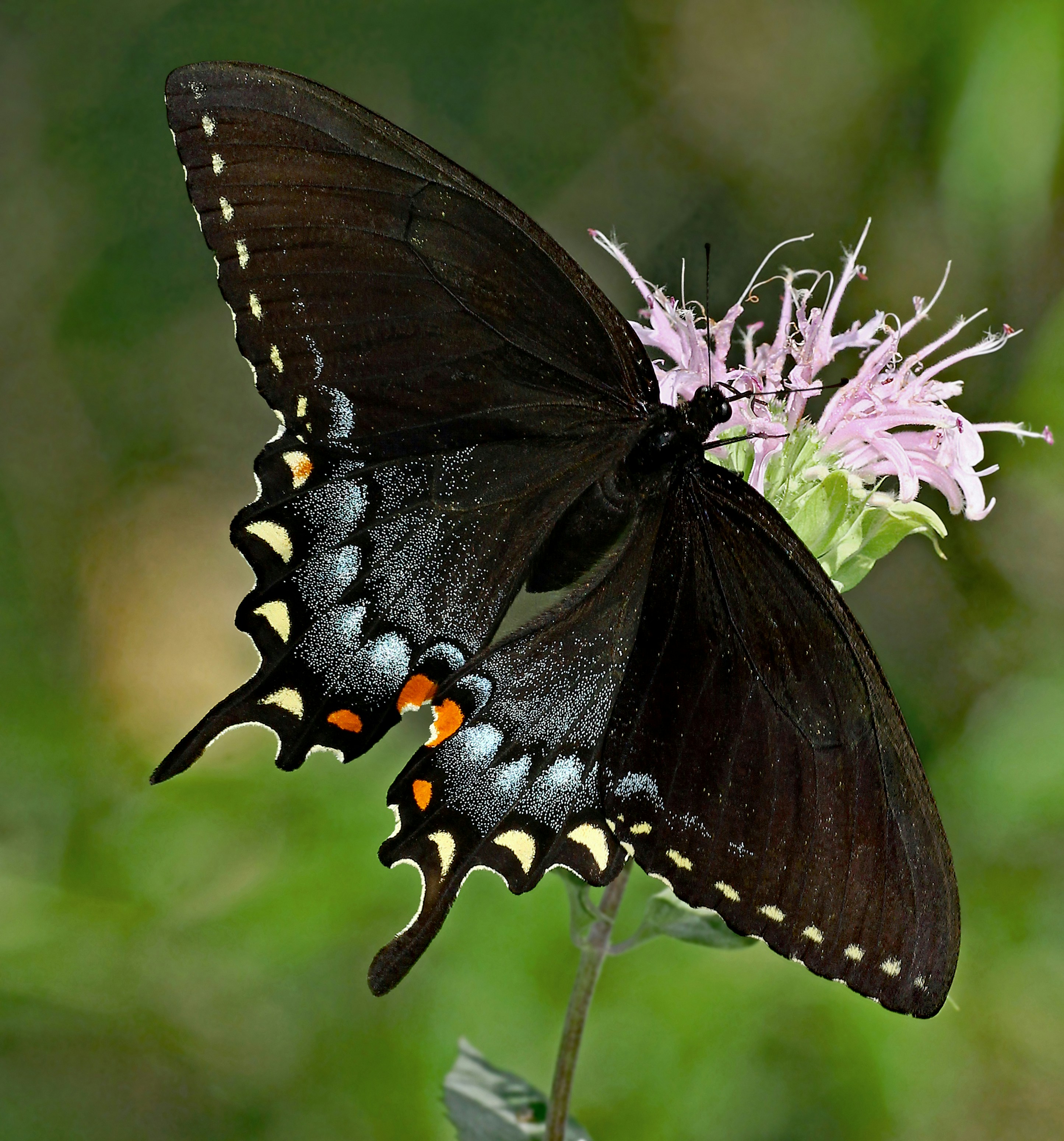 Photo by telliottmbamsc