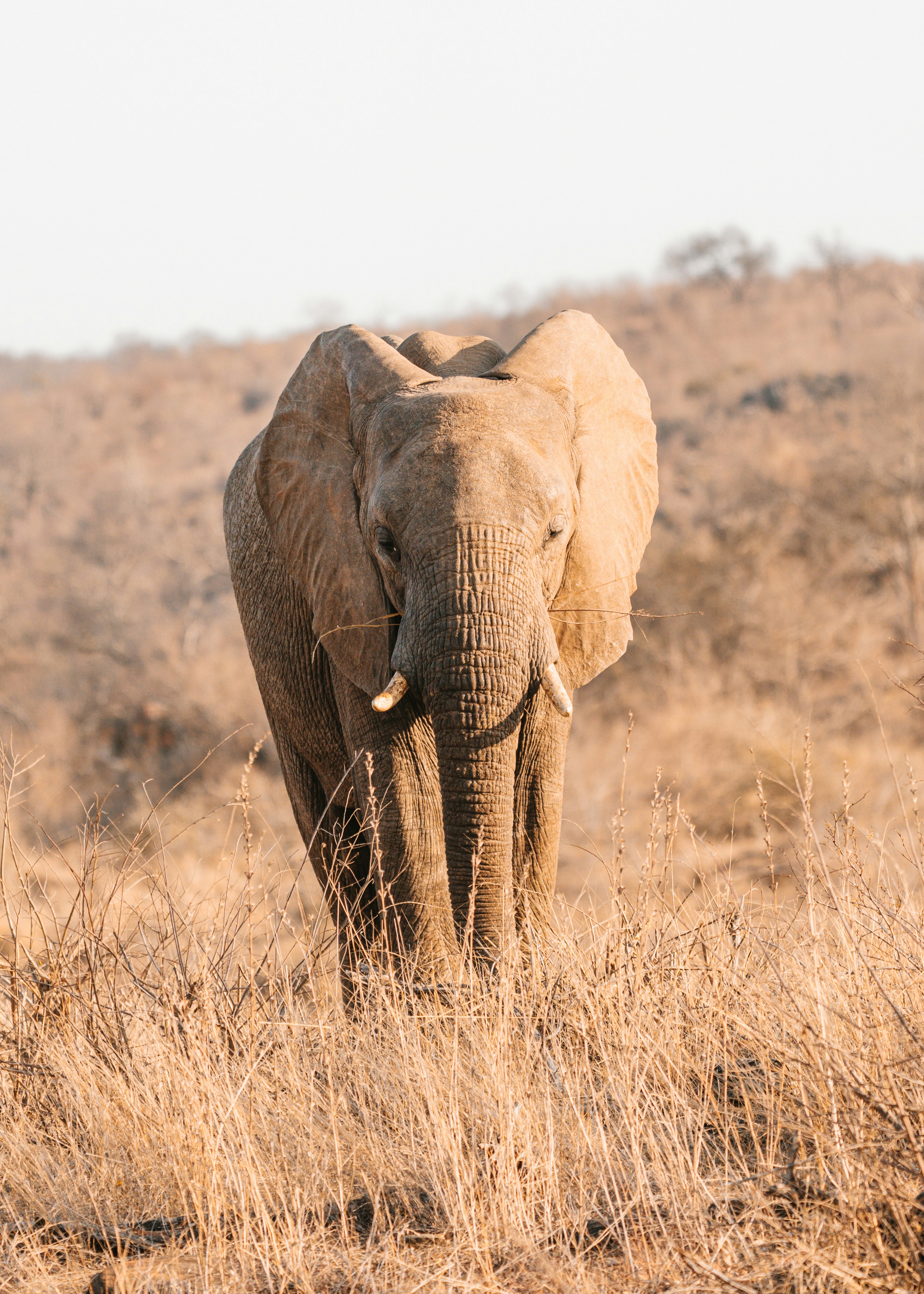 An elephant walks through dry grass in savanna.