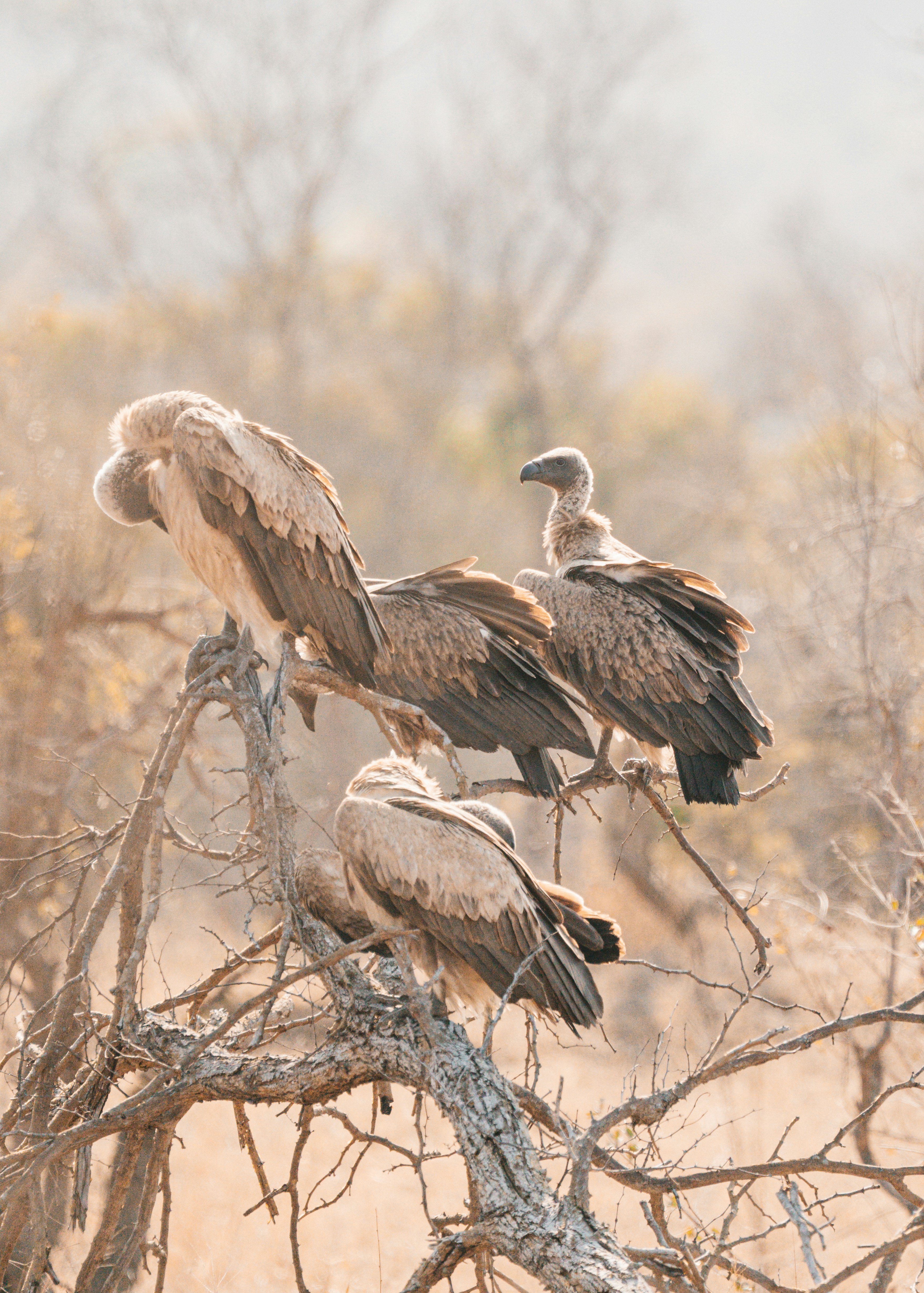 Un groupe de vautours perchés sur une branche d’arbre morte.