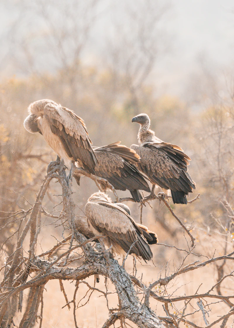 Aves carroñeras posadas en un árbol