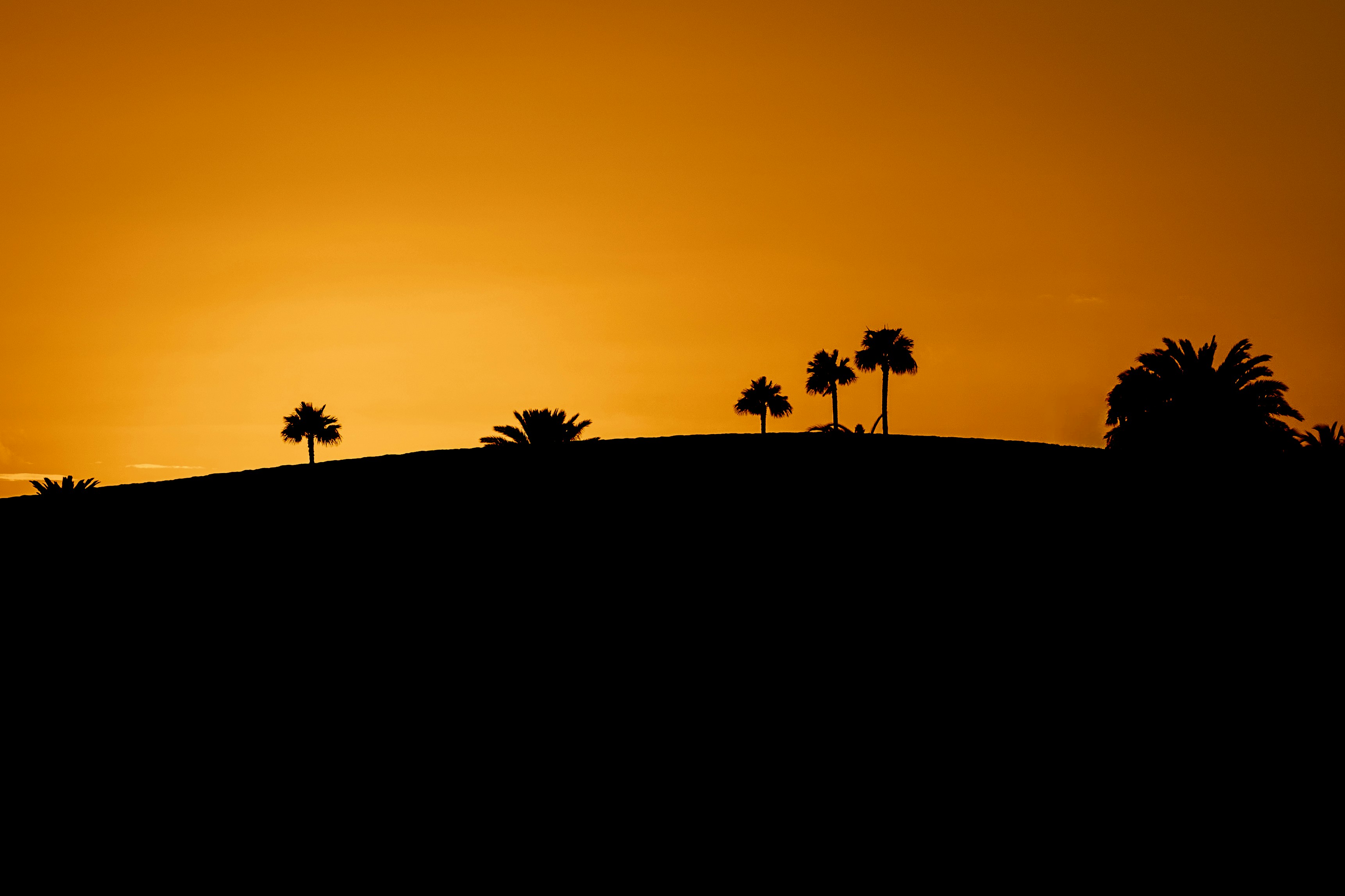 Palm trees silhouetted against an orange sunset sky.