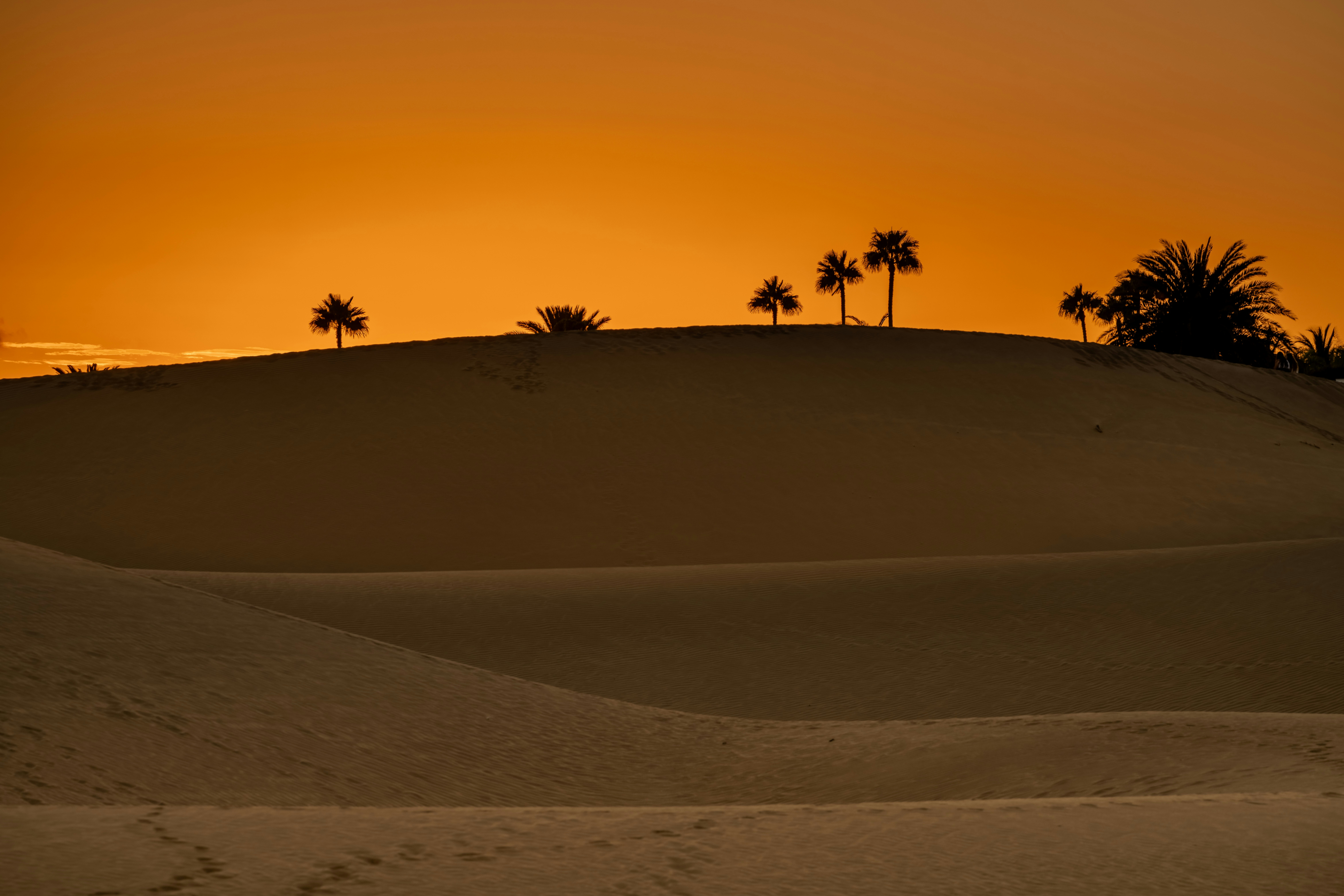 Palm trees silhouetted against an orange desert sky.