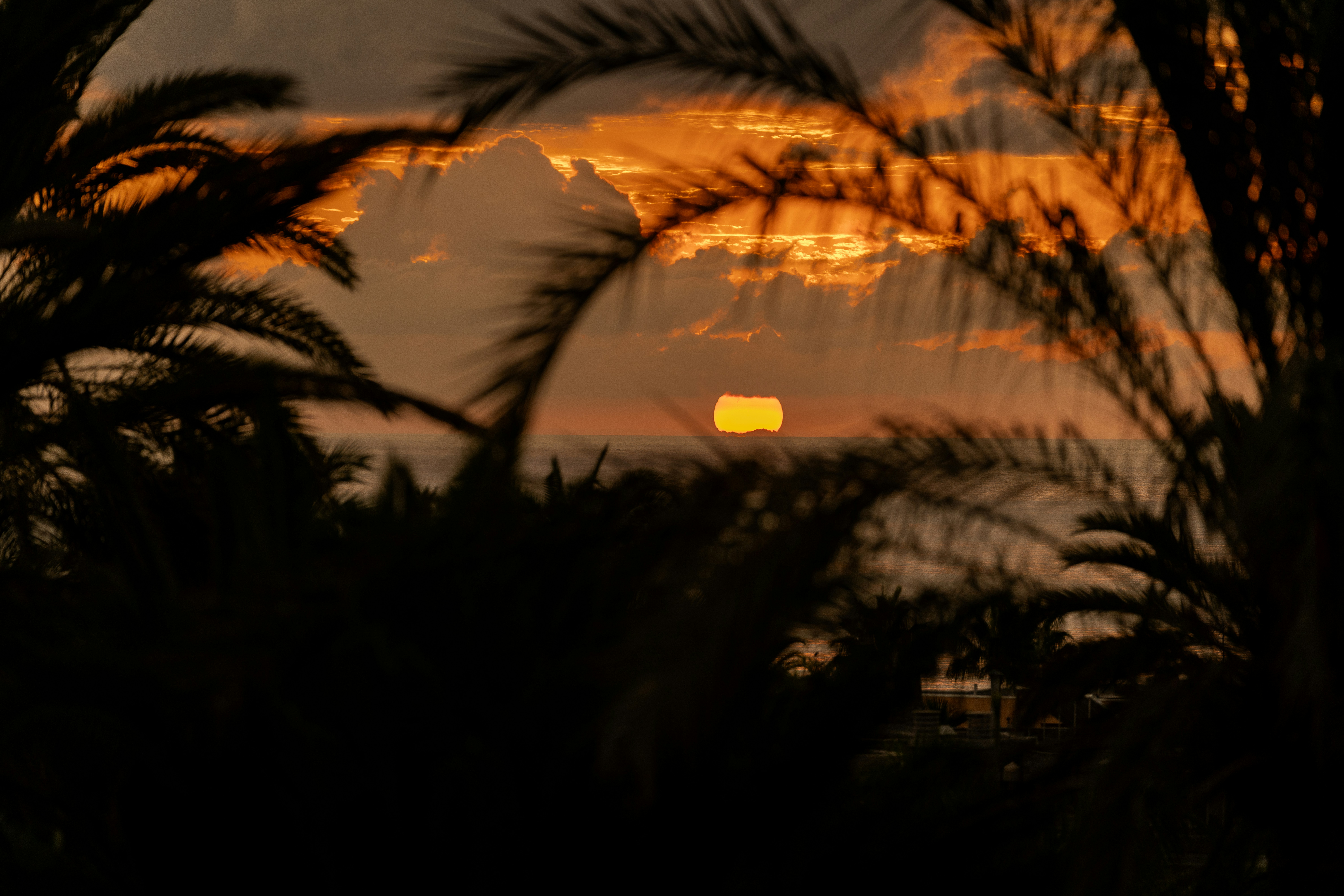Sunset viewed through palm fronds with clouds