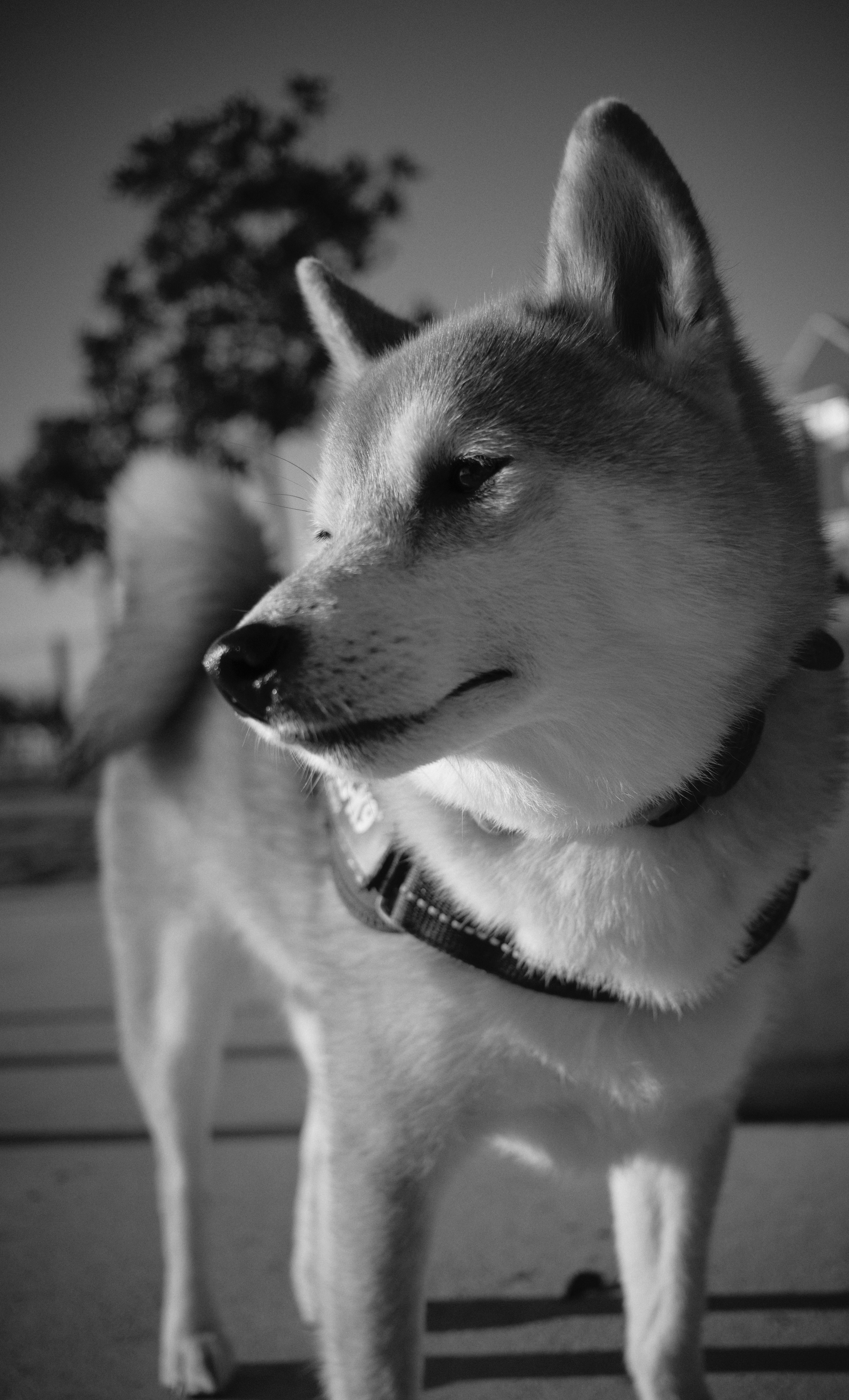 minimalist pet wallpaper, wallpaper, Pet-Friendly Small Apartment Living 6