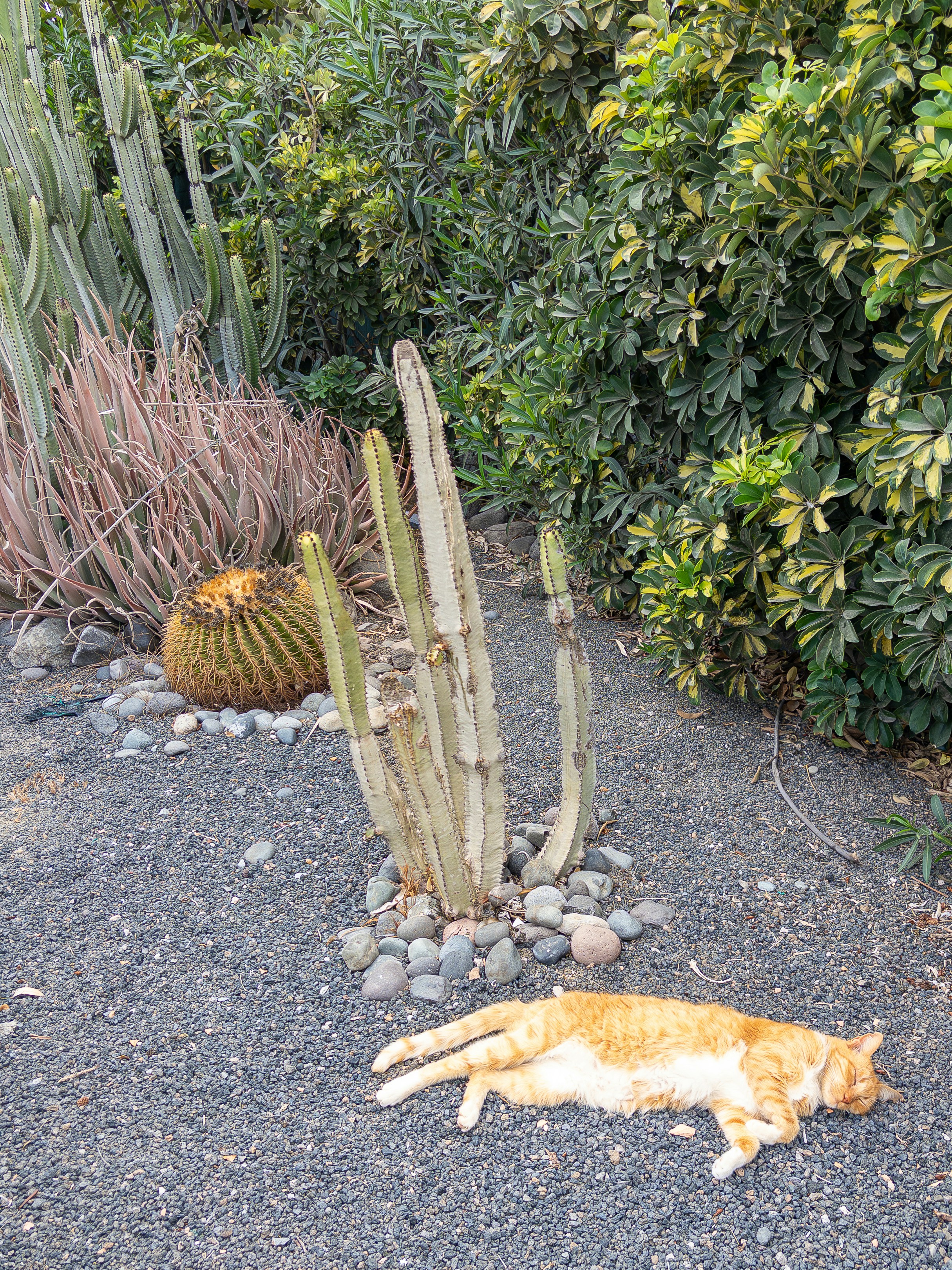 Orange cat sleeping on gravel near cacti