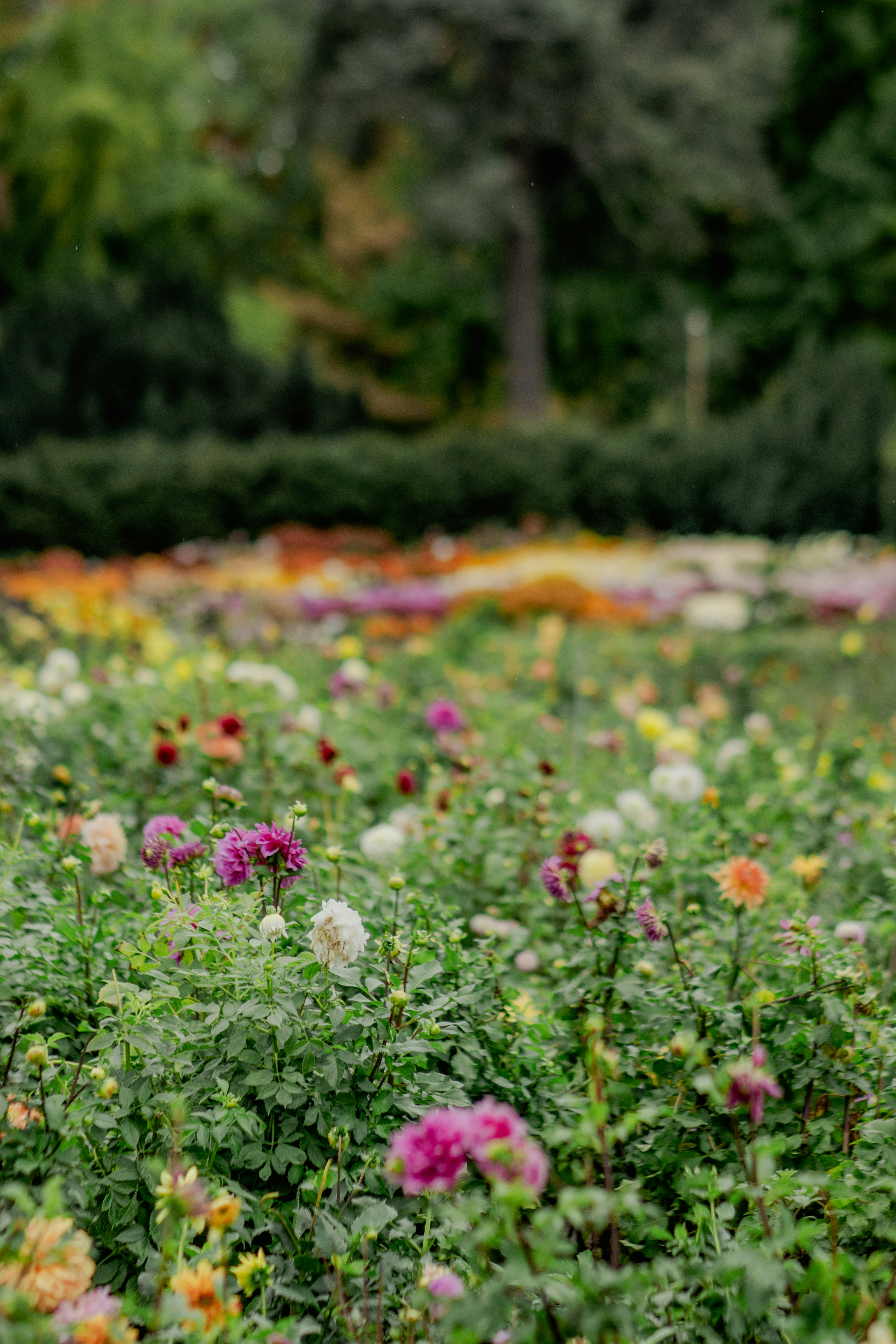 Photo by eugenivy_now