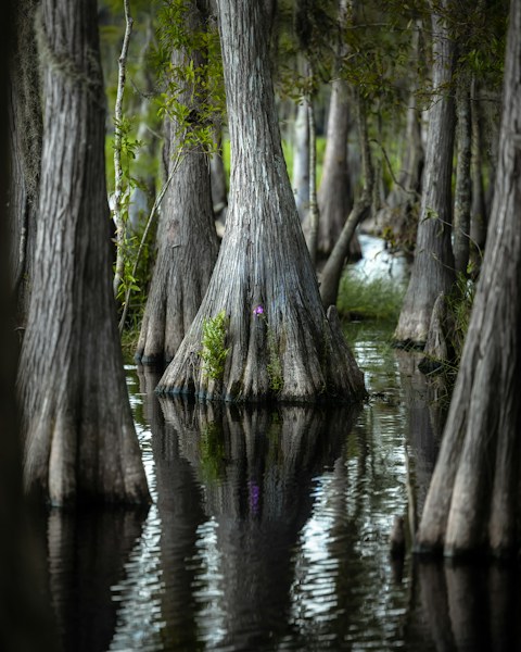 Okefenokee Swamp: Georgia's Vast Wetland Wilderness