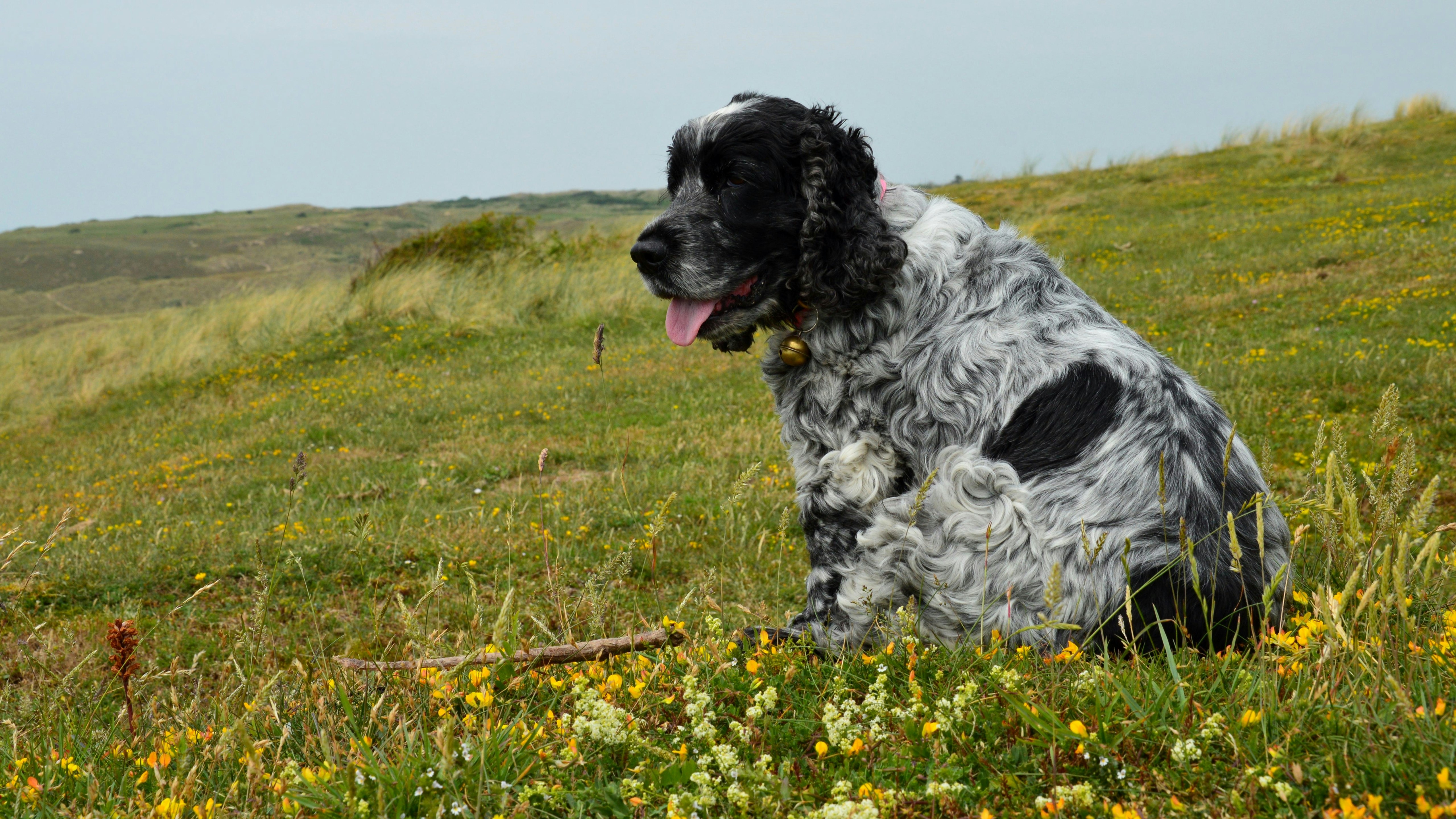 Cocker spaniel sitting in a field