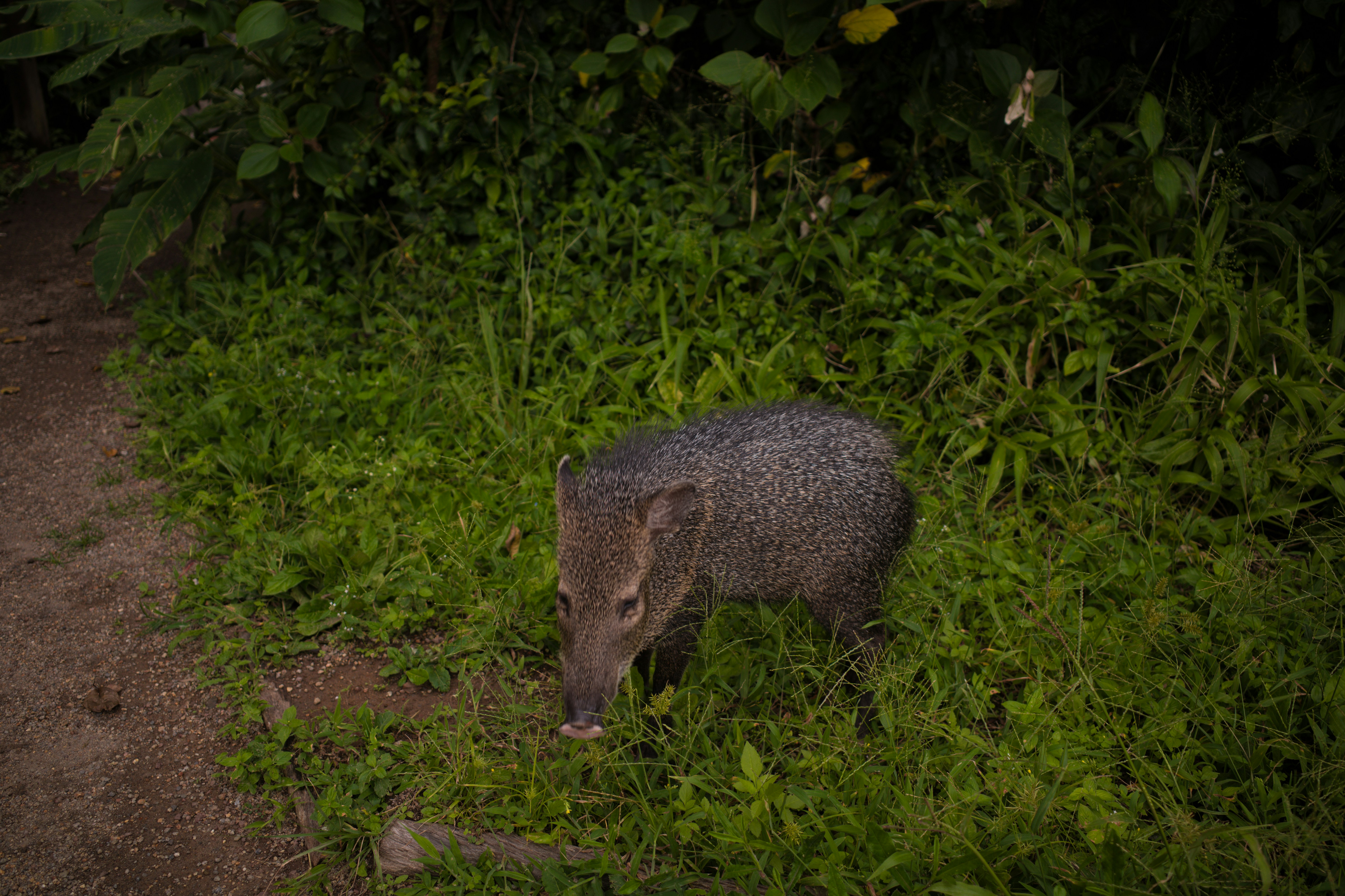 A wild peccary stands in lush green grass.