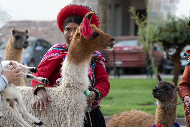 A woman in traditional Andean clothing with llamas and a lamb in Cusco