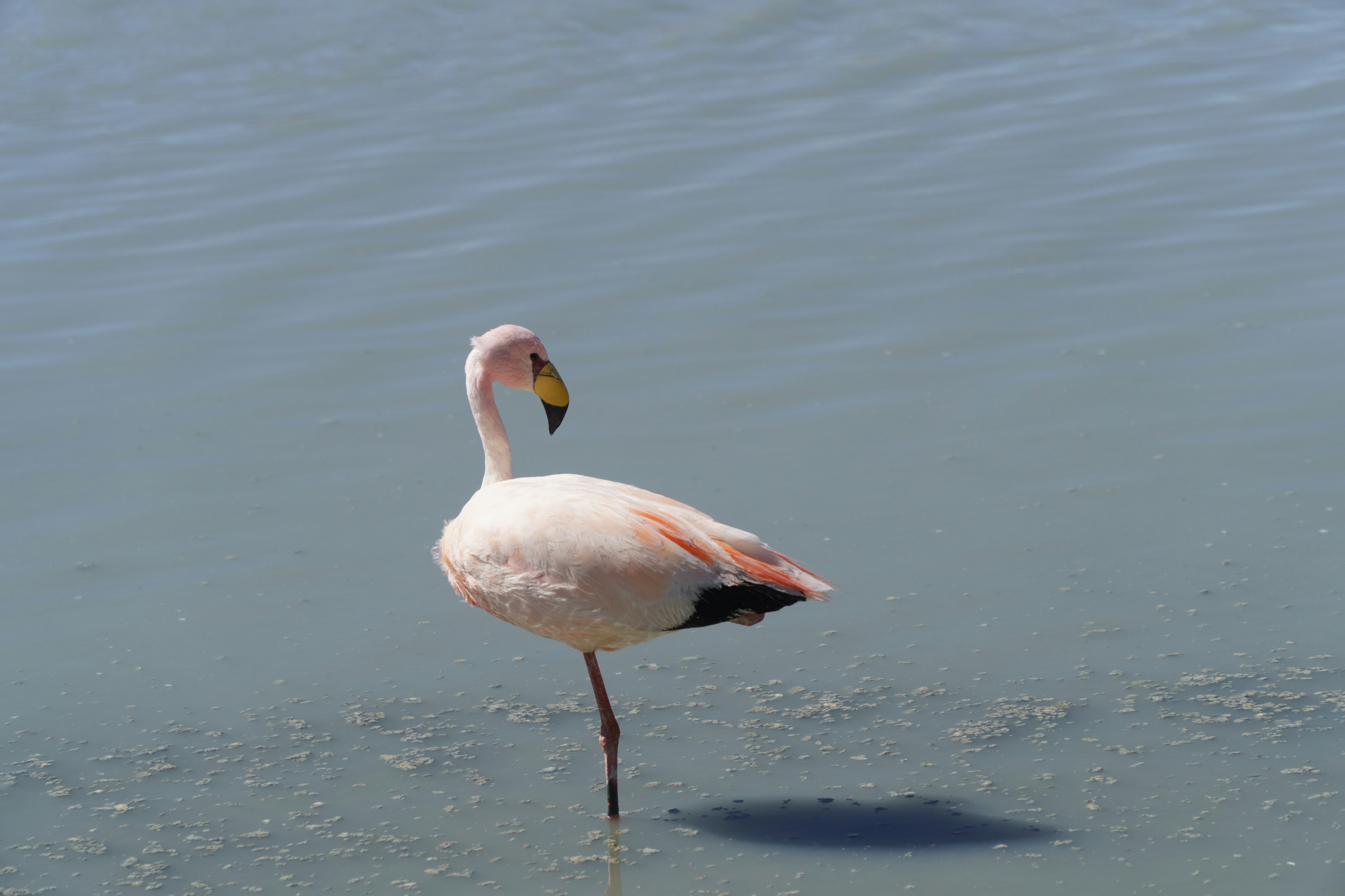 A pink flamingo stands on one leg in shallow water.