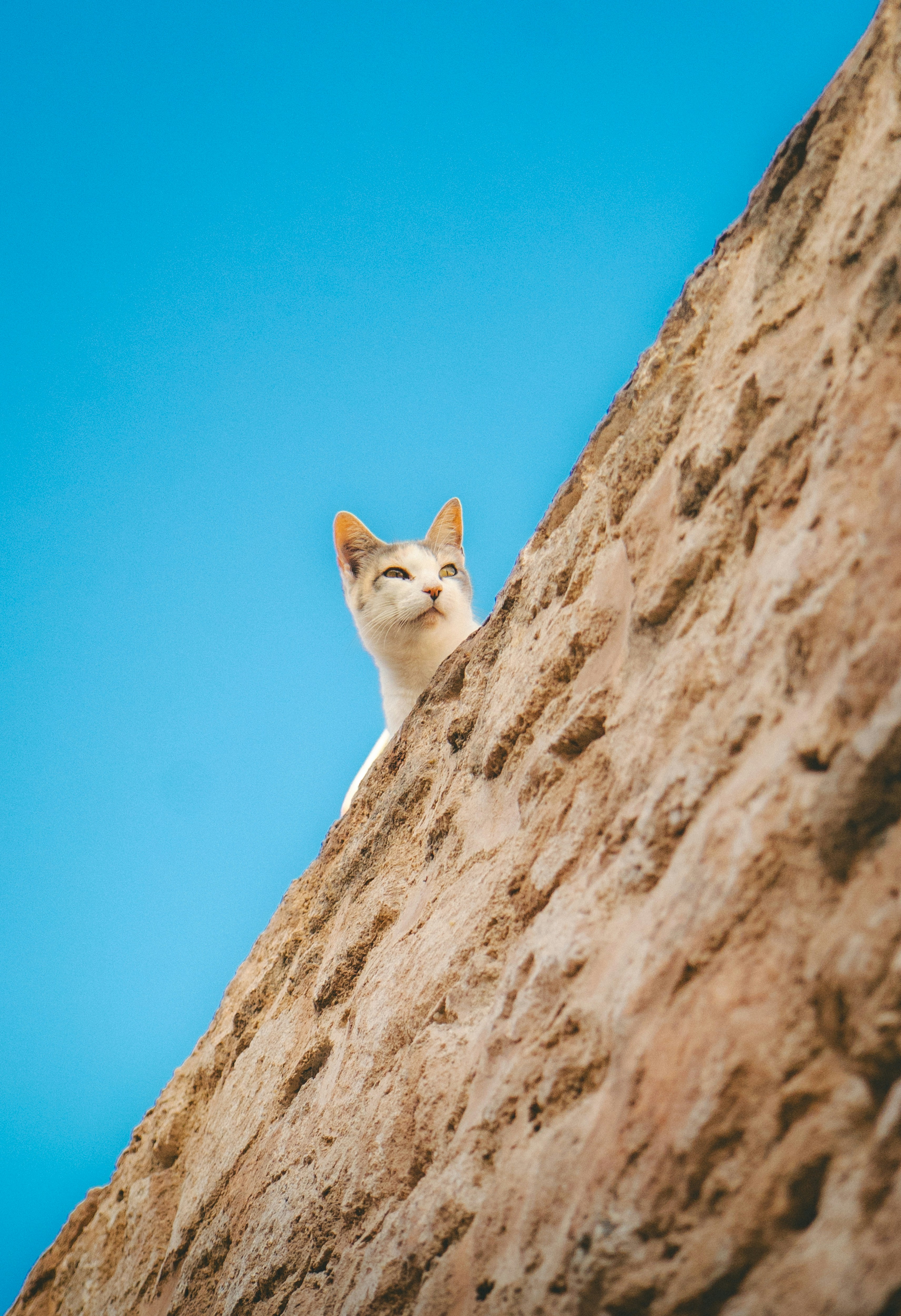 A white cat peeking over a stone wall
