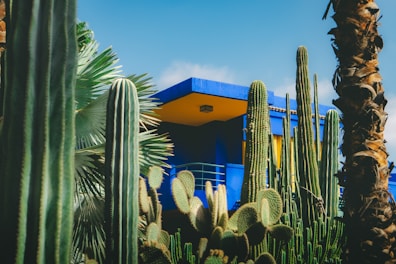 Cacti and palm trees in front of a blue building.