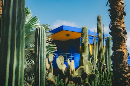 Cacti and palm trees in front of a blue building.