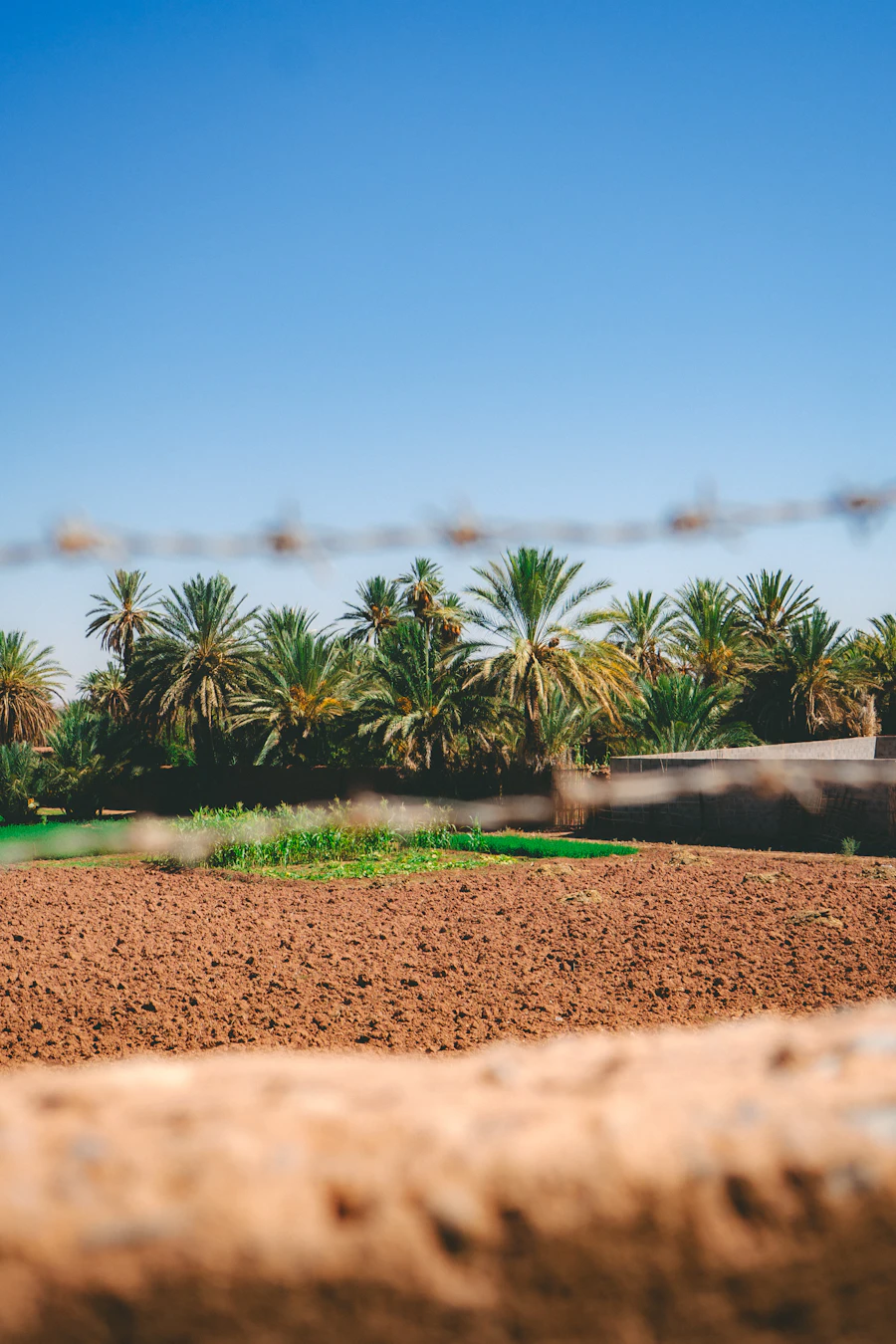 Palm trees and cultivated field under a clear blue sky, commercial land for sale Selangor Malaysia