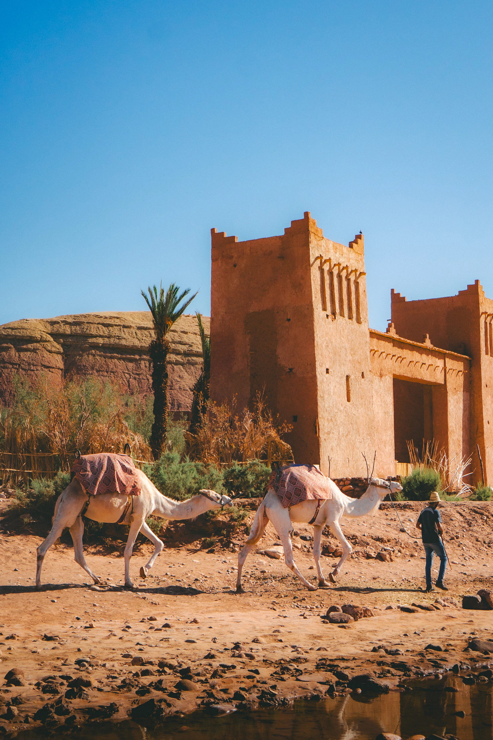 Camels walk past an ancient fortress under a clear sky.