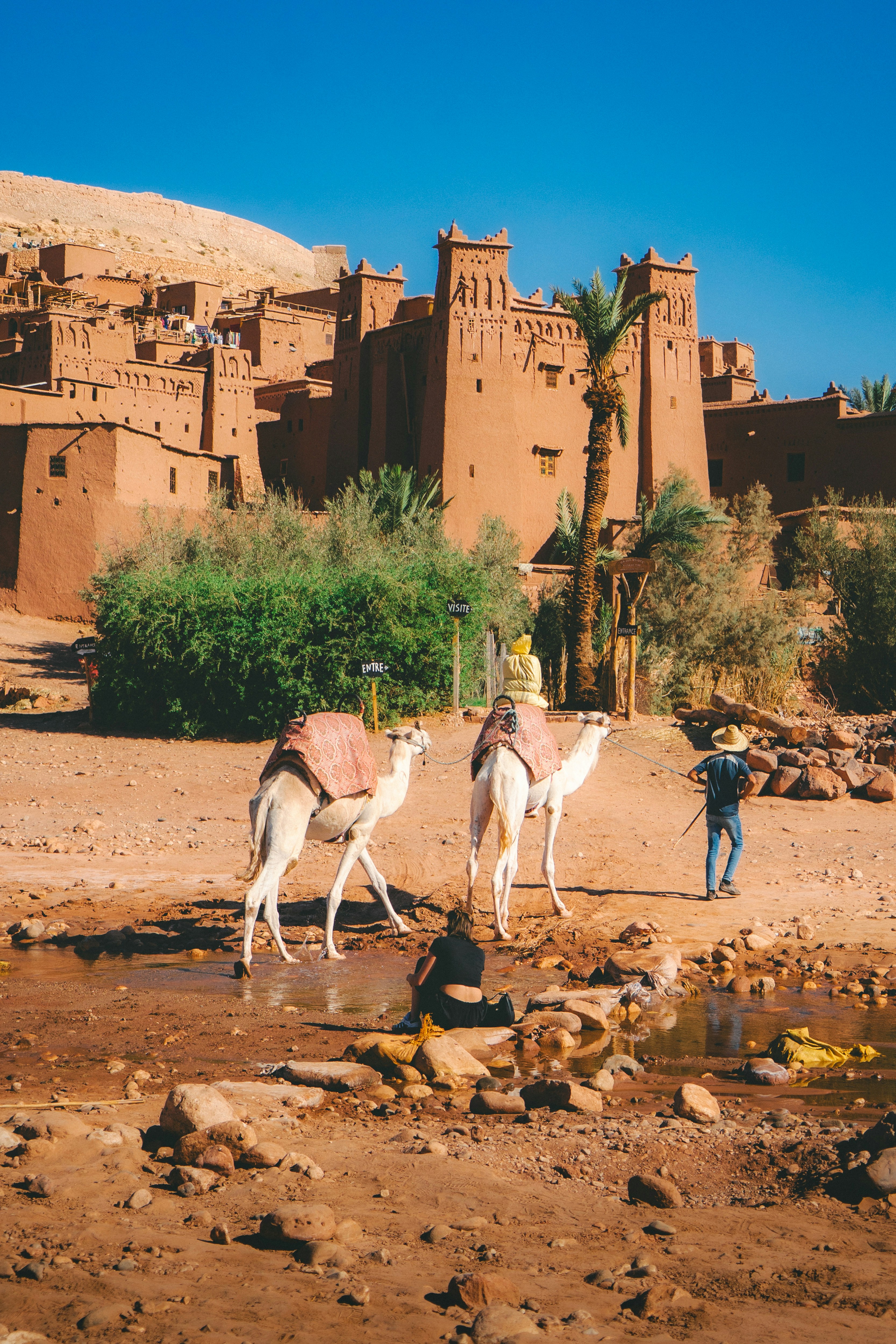 Two camels near ancient moroccan kasbah with people