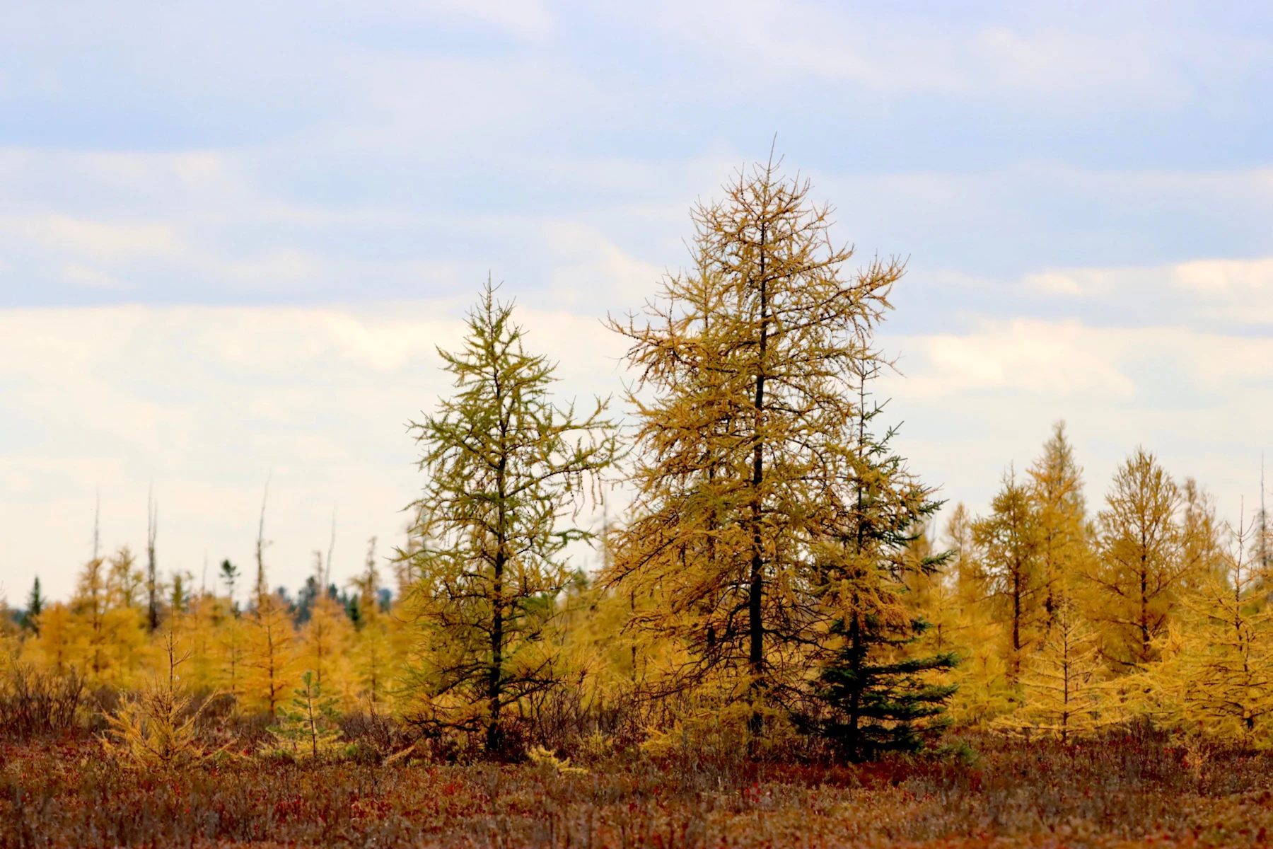 Tamarack (larch) trees with golden autumn needles standing in an open bog under a pale sky