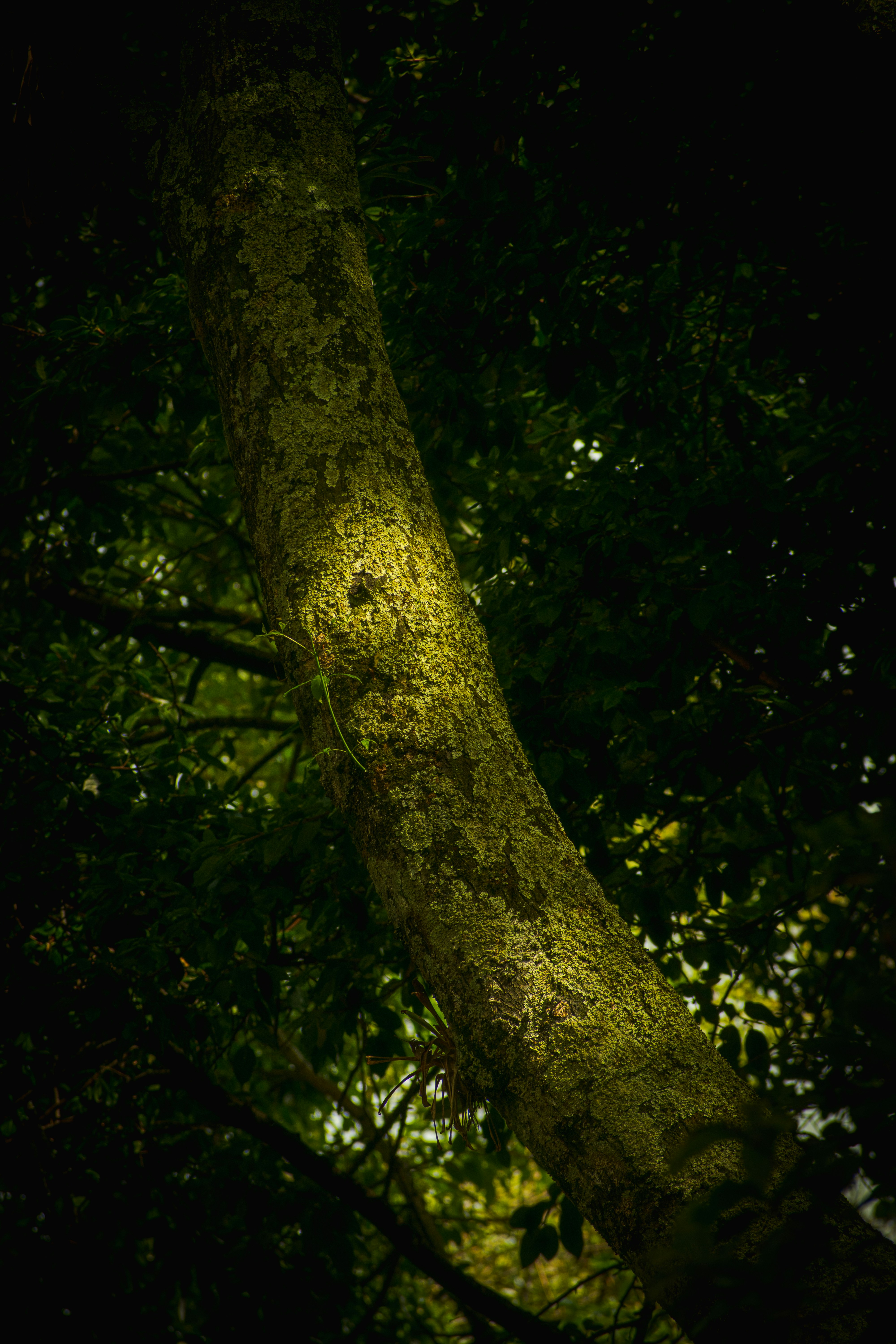 Photo by sebaslaverde_nkn