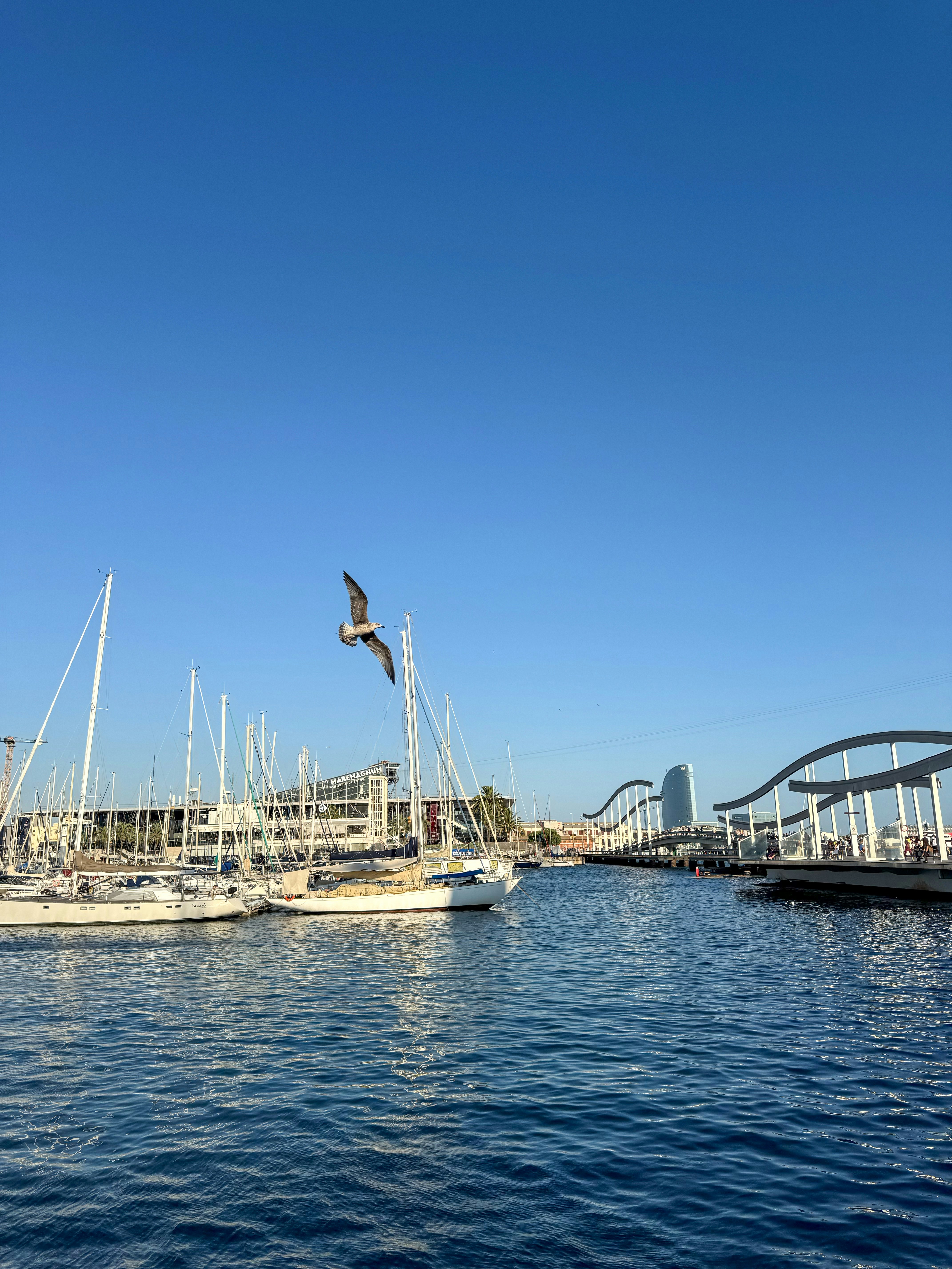 Sailboats docked in a harbor with a seagull flying.