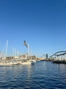 Sailboats docked in a harbor with a seagull flying.