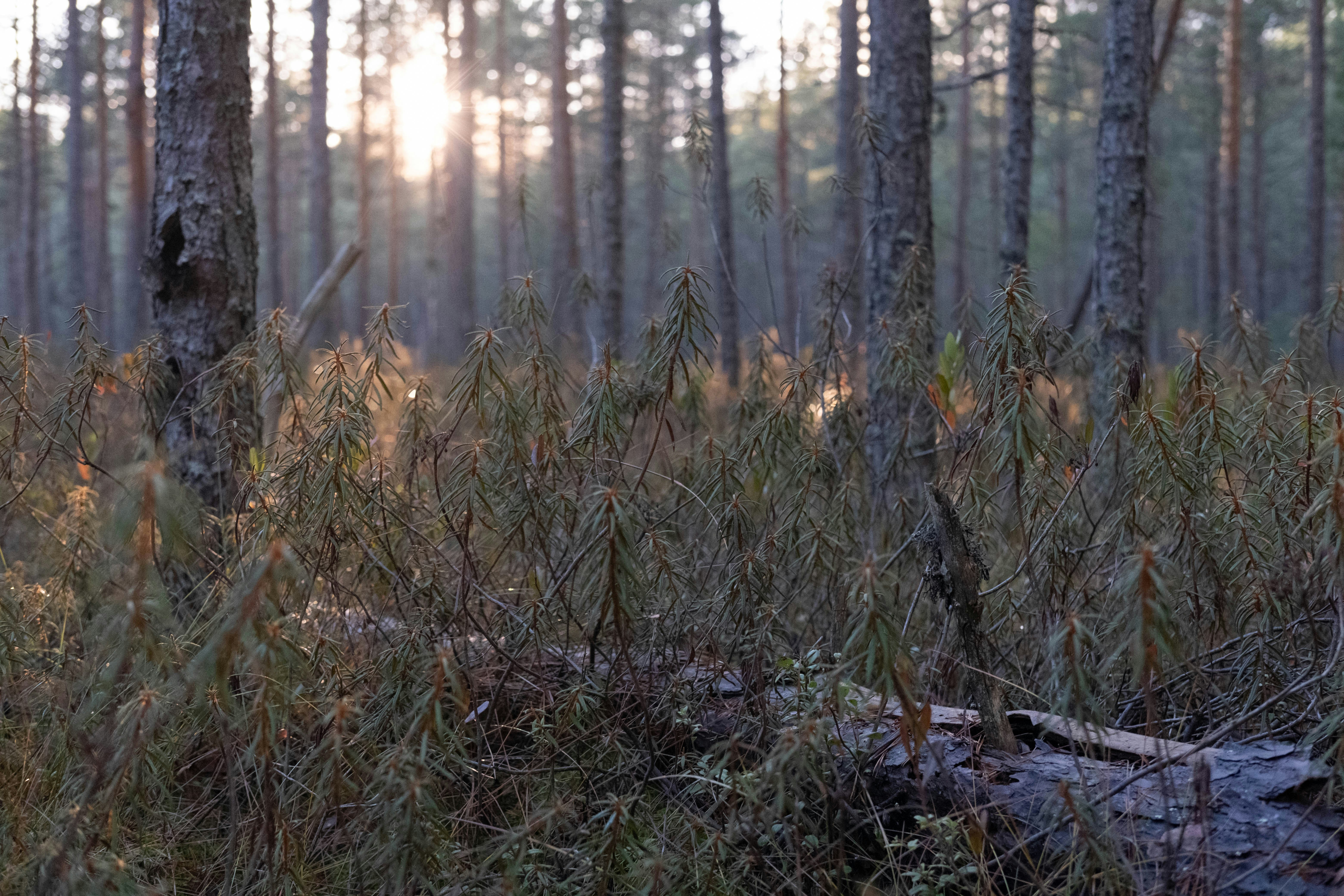 Sunlight filters through a dense forest canopy.