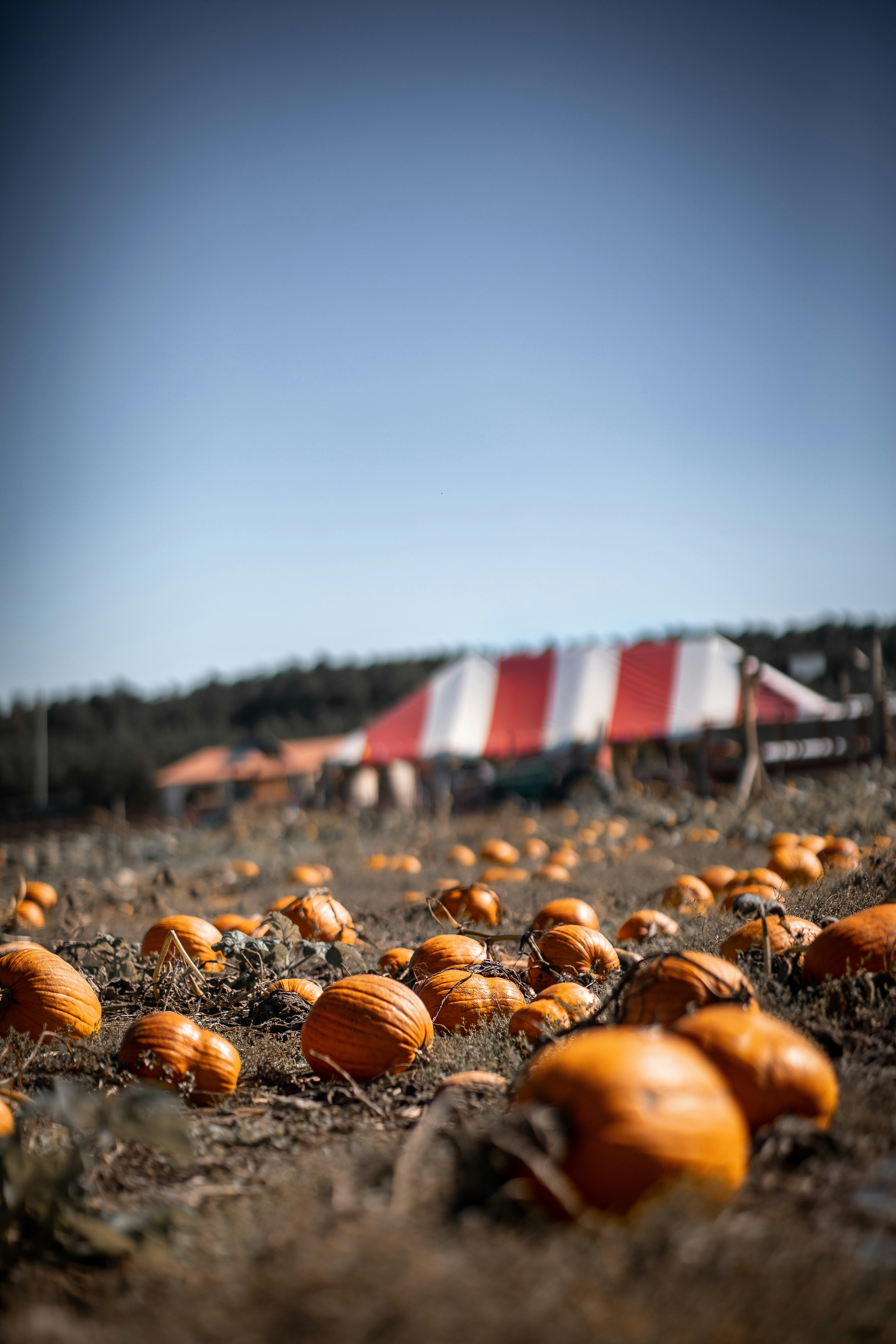 縞模様のテントのある野原のカボチャ