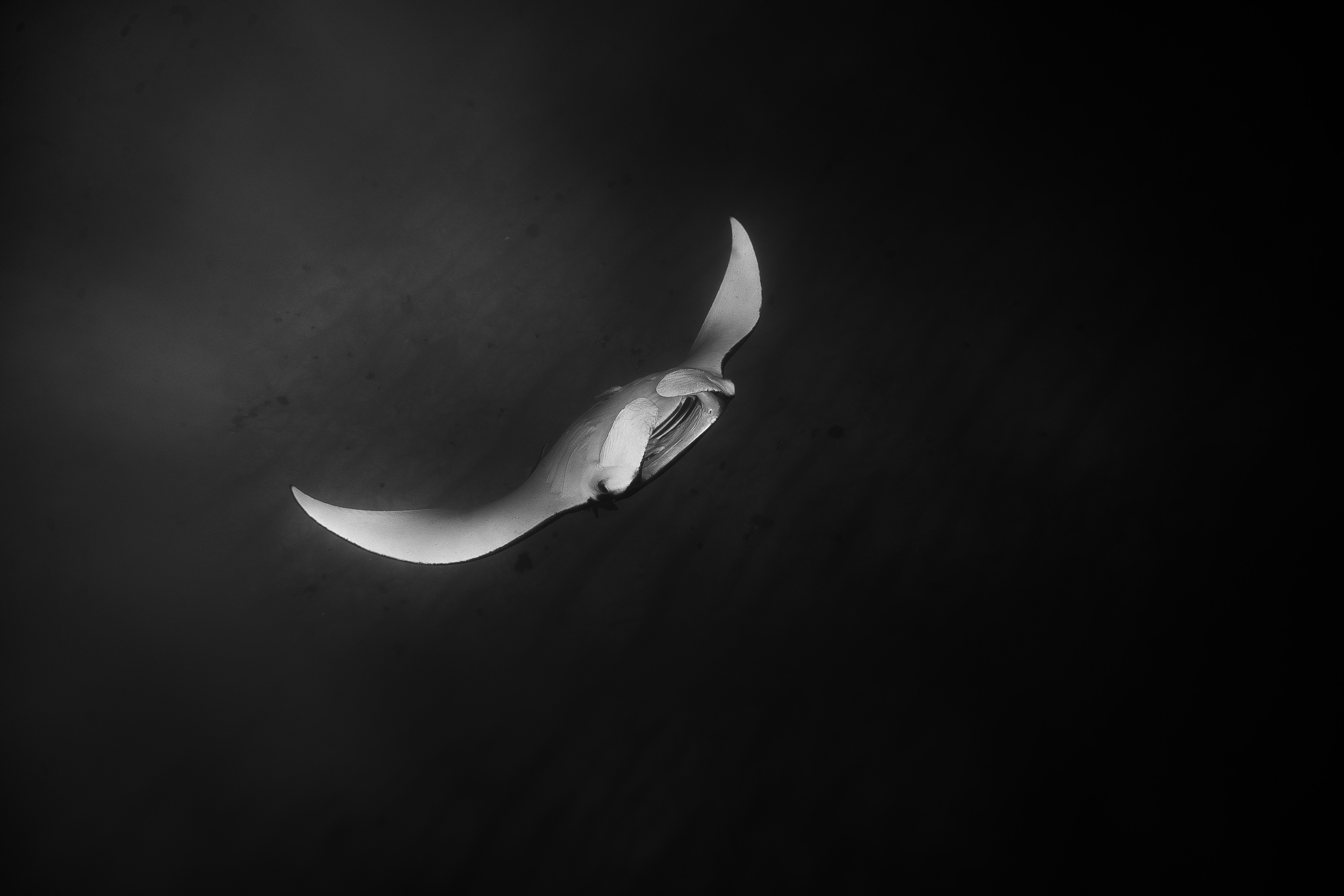 A manta ray swims in dark water