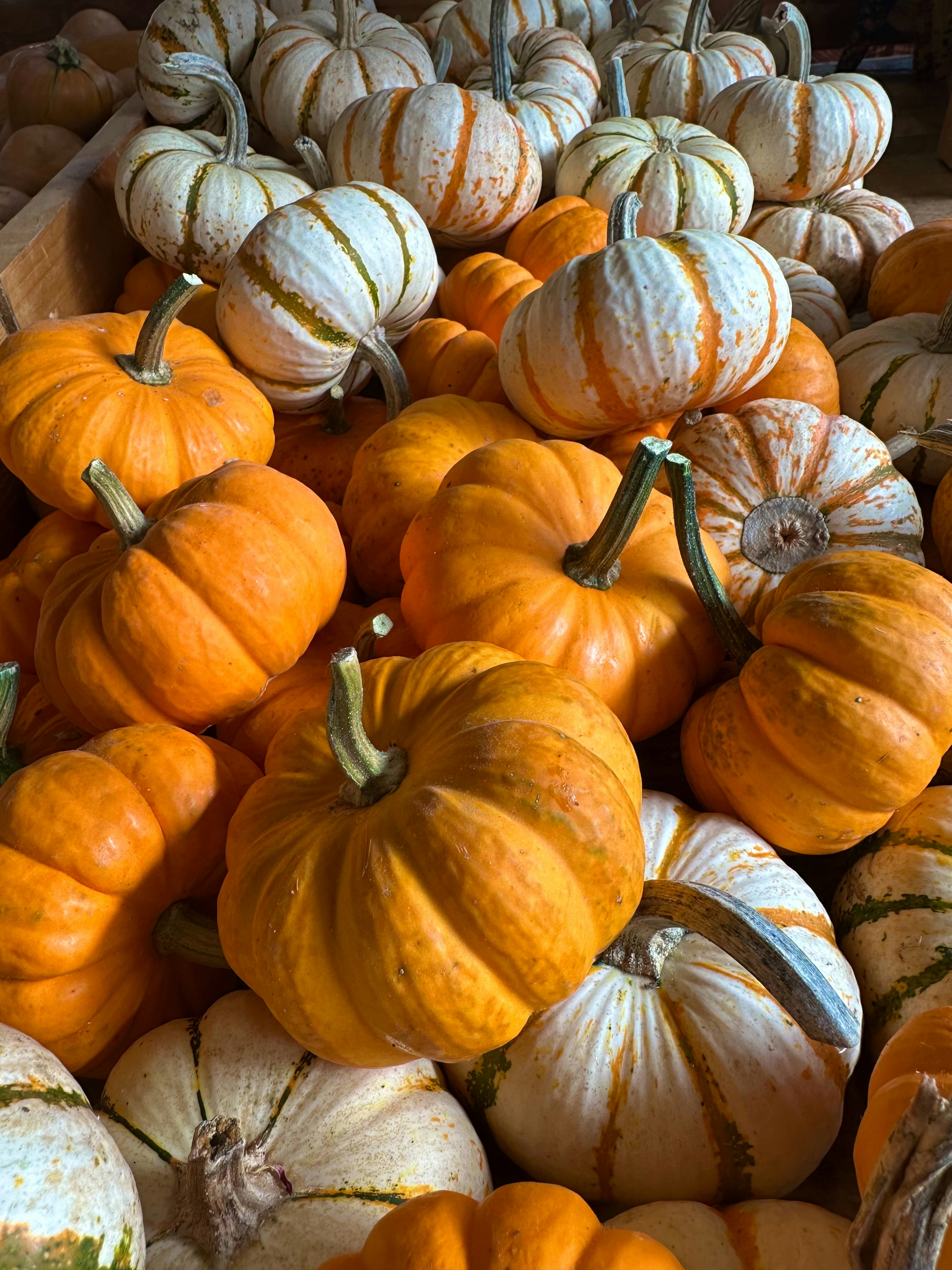 A pile of colorful pumpkins in various sizes.