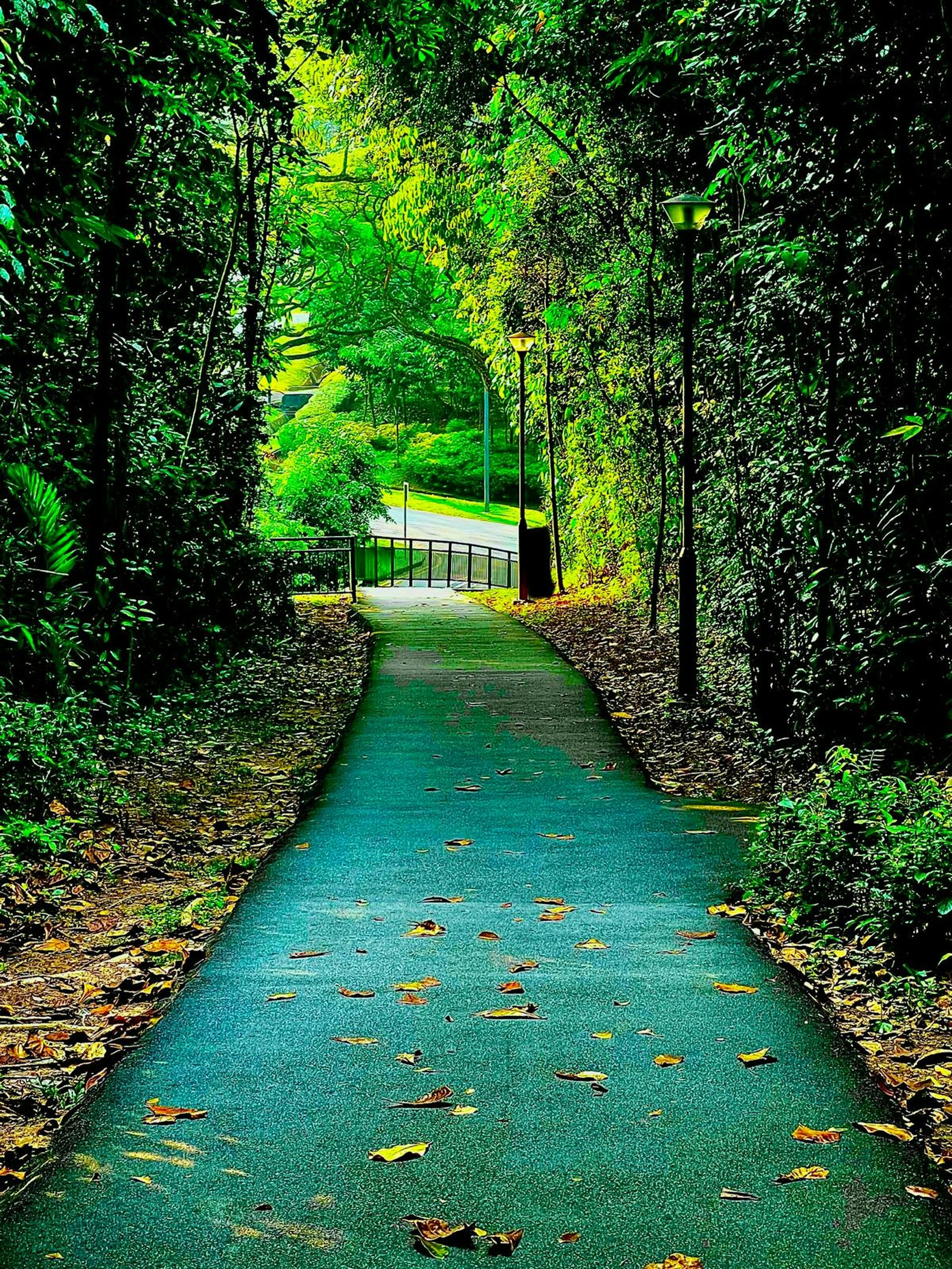 A paved path through a lush, green forest.