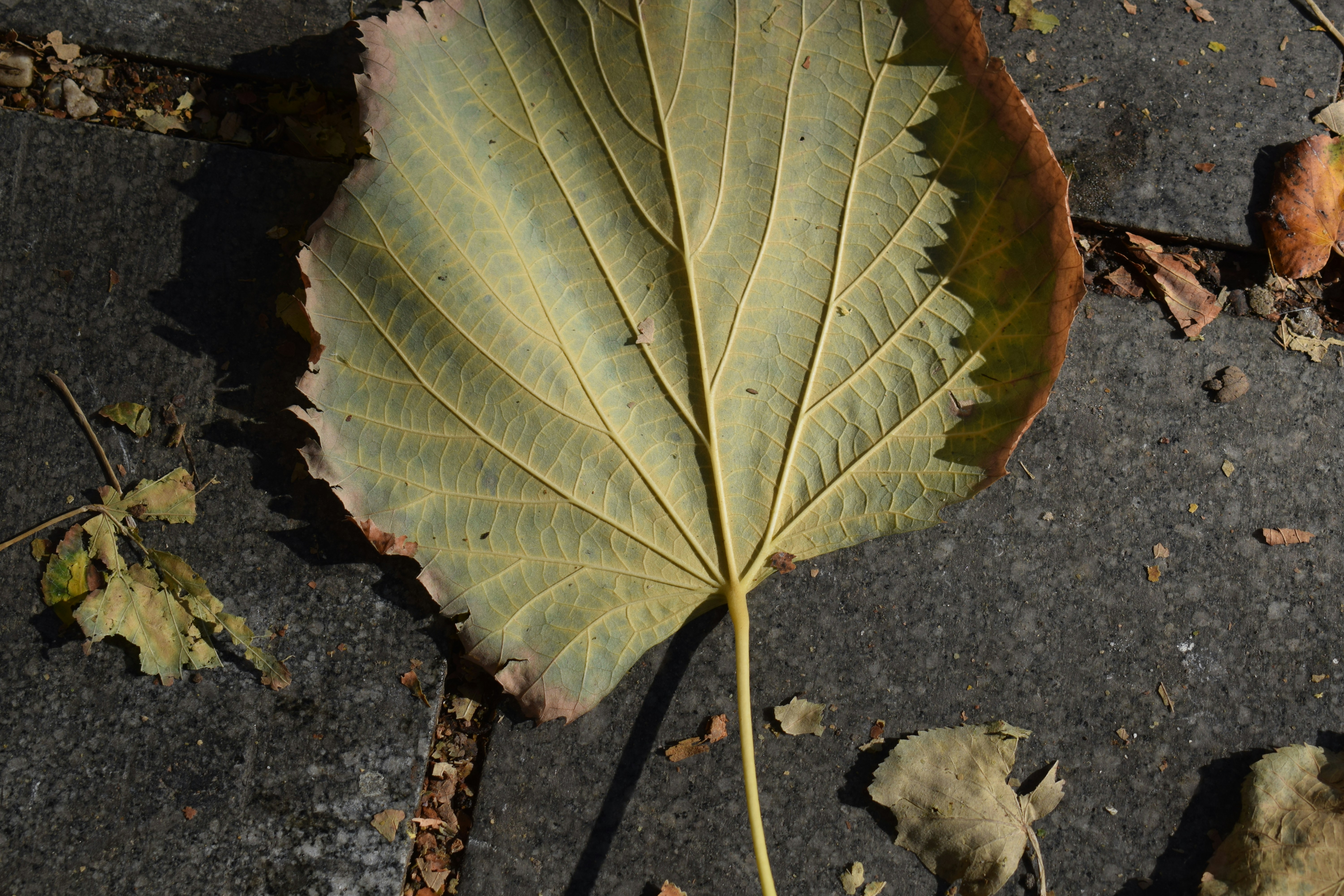 Shell