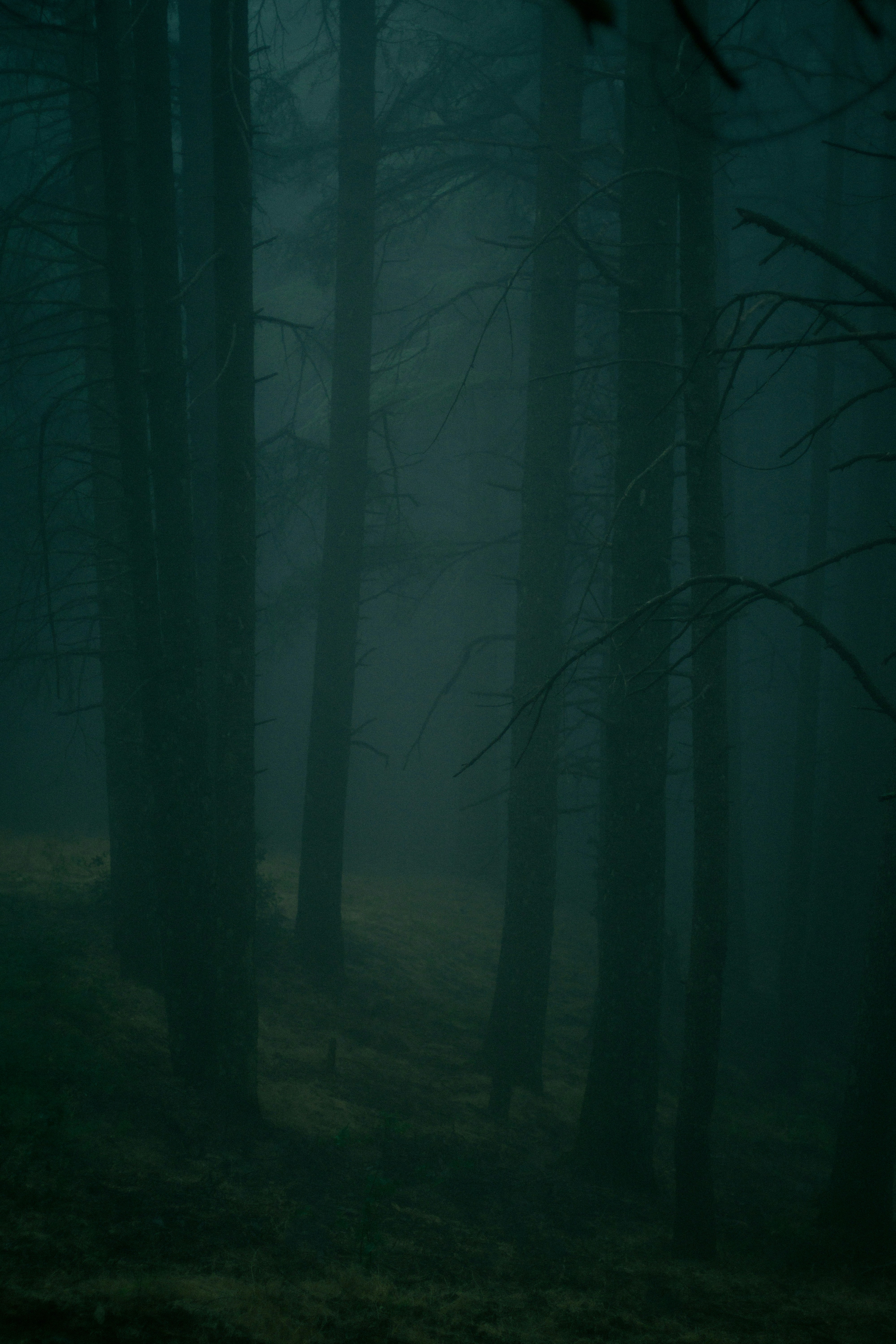 Dark, misty forest with tall trees.