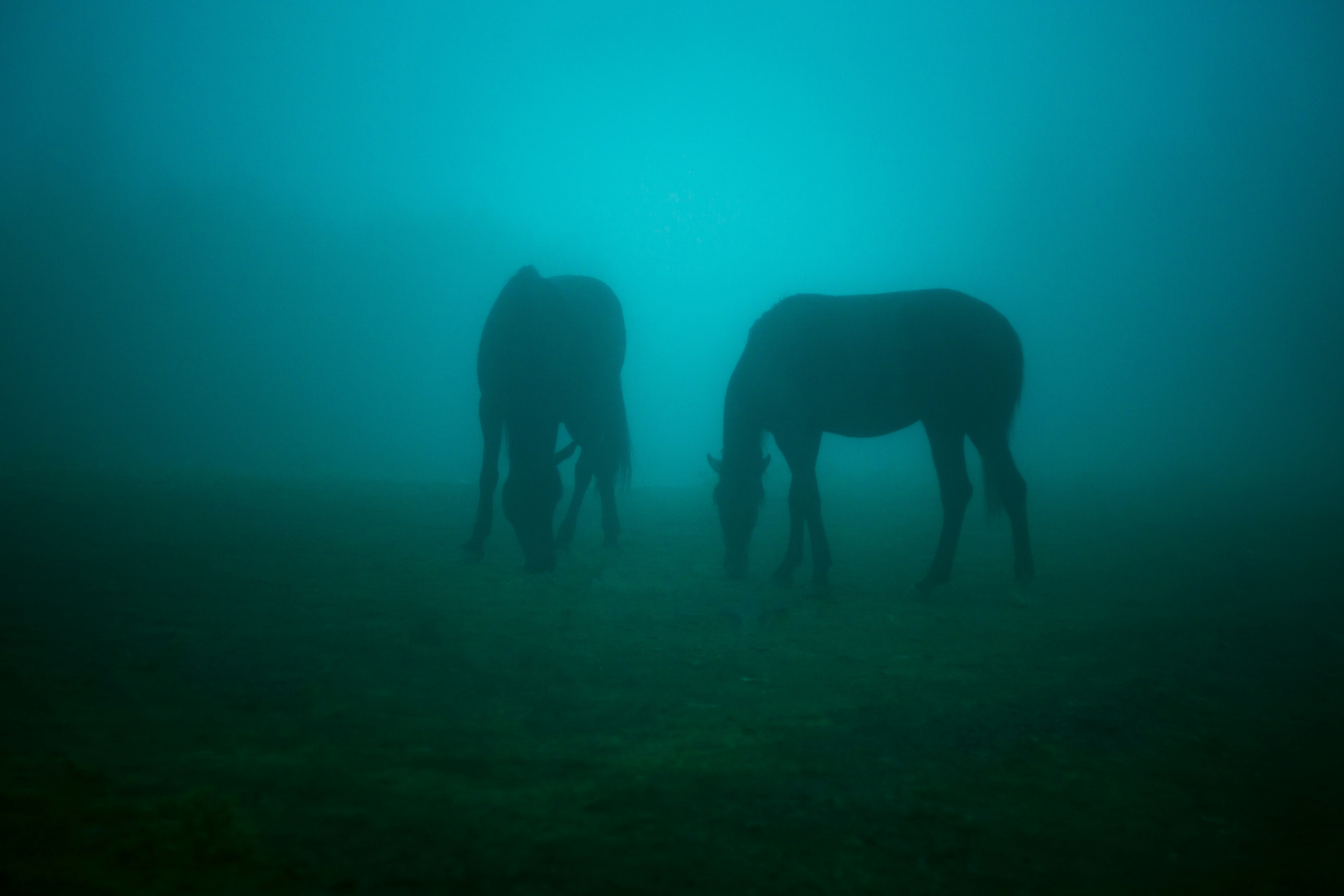Two horses grazing in dense fog
