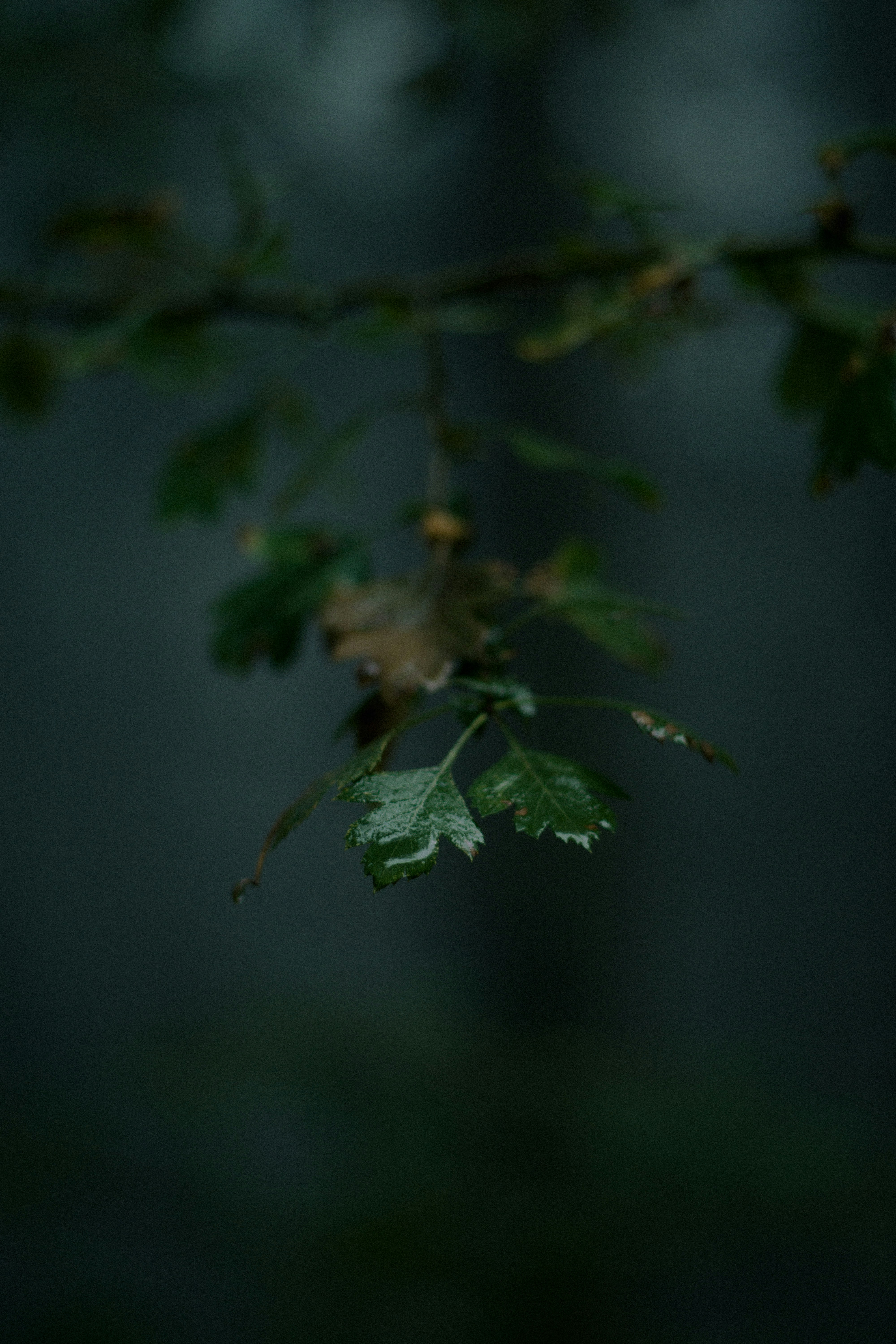 Photo by fethibenattallah