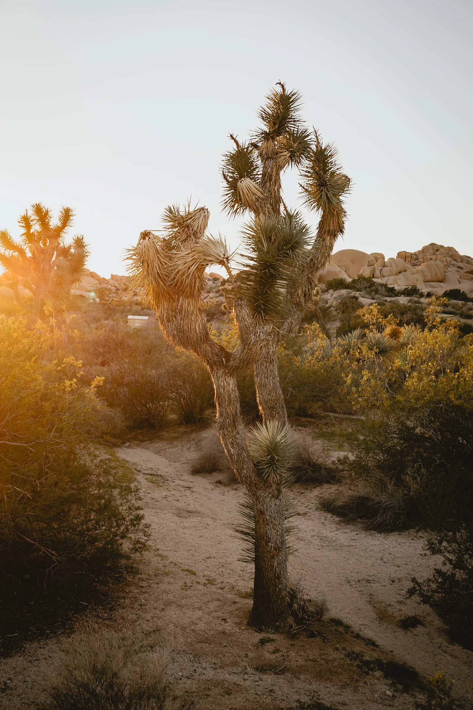 Desert landscape with mountains at sunset