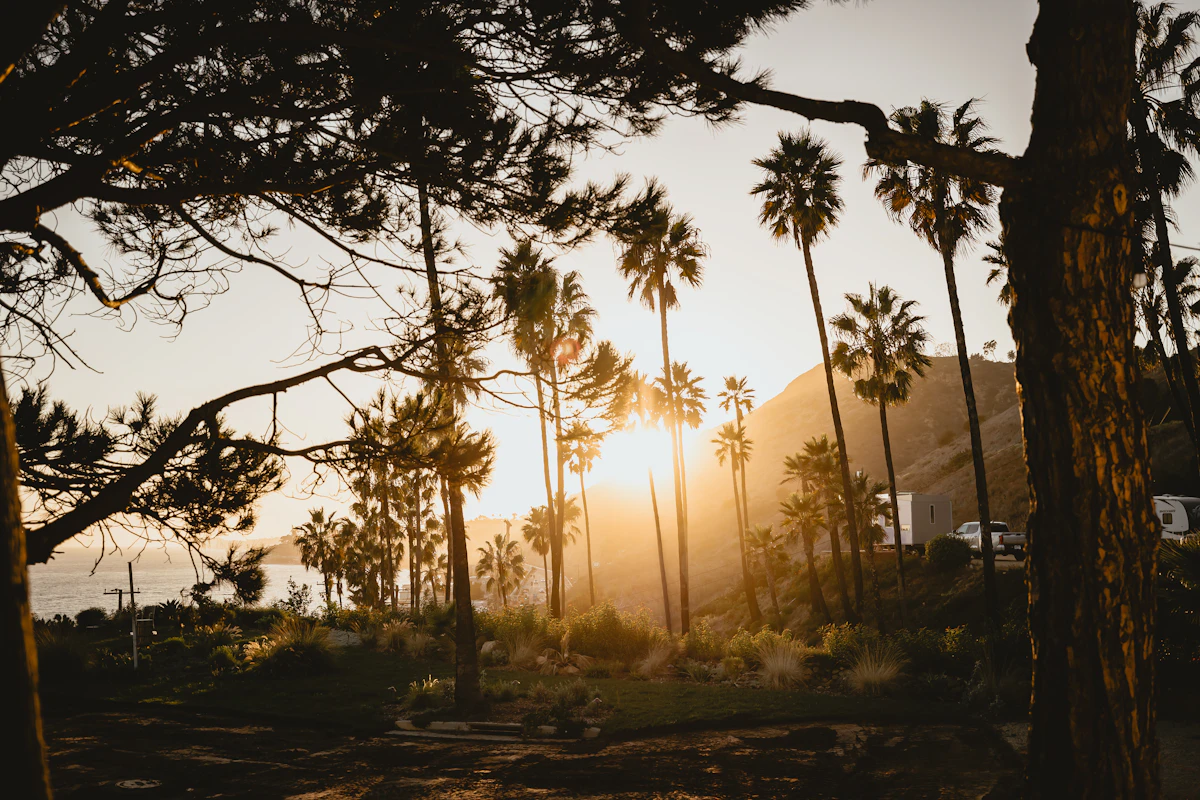 Palm trees silhouetted against a warm evening sky