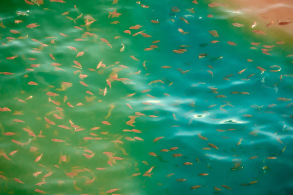 活饵鱼供应链危机：为什么转型迫在眉睫