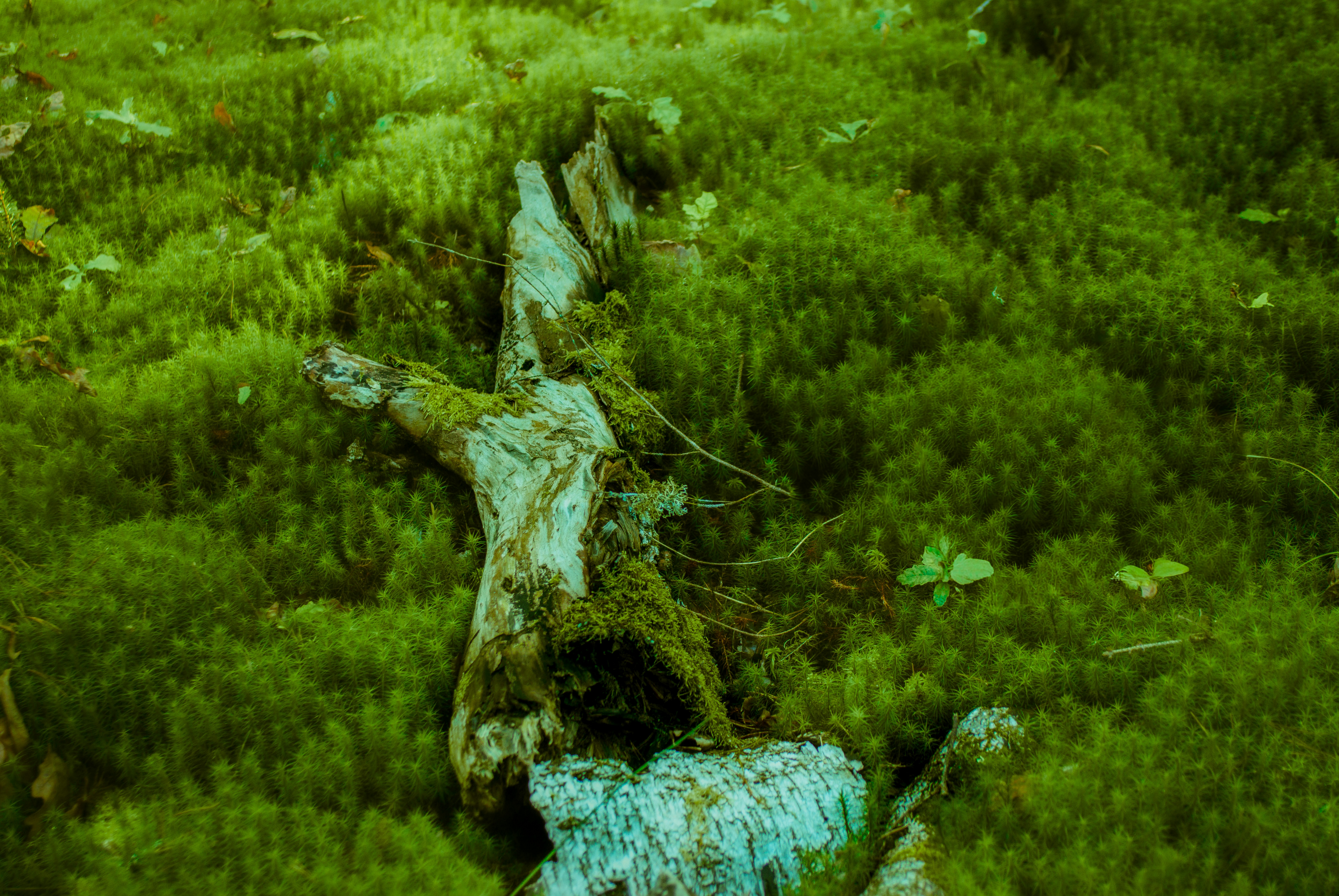 Nature Lodge