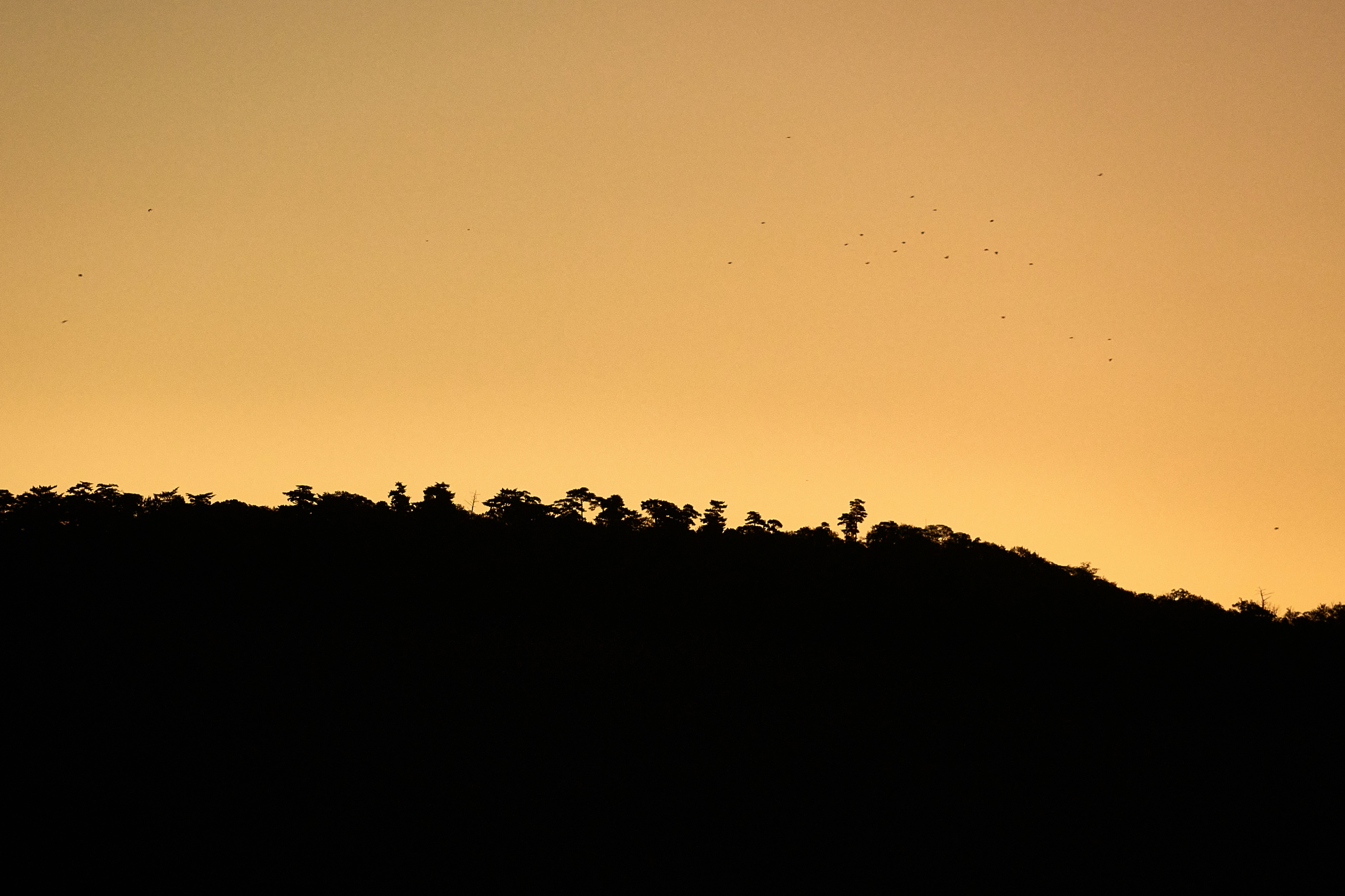 Silhouette of trees on a hill at sunset.