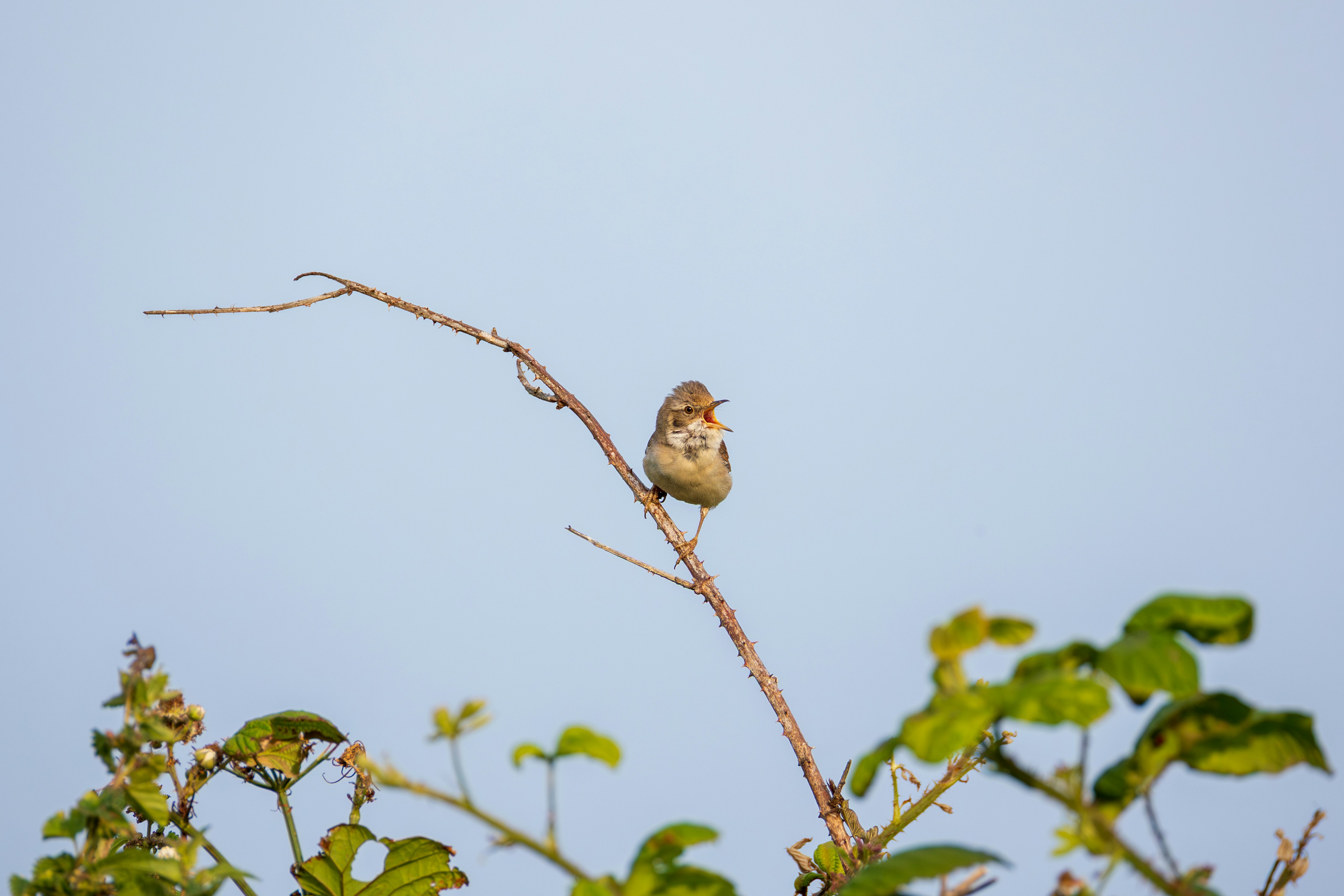 Photo by octopus_photo