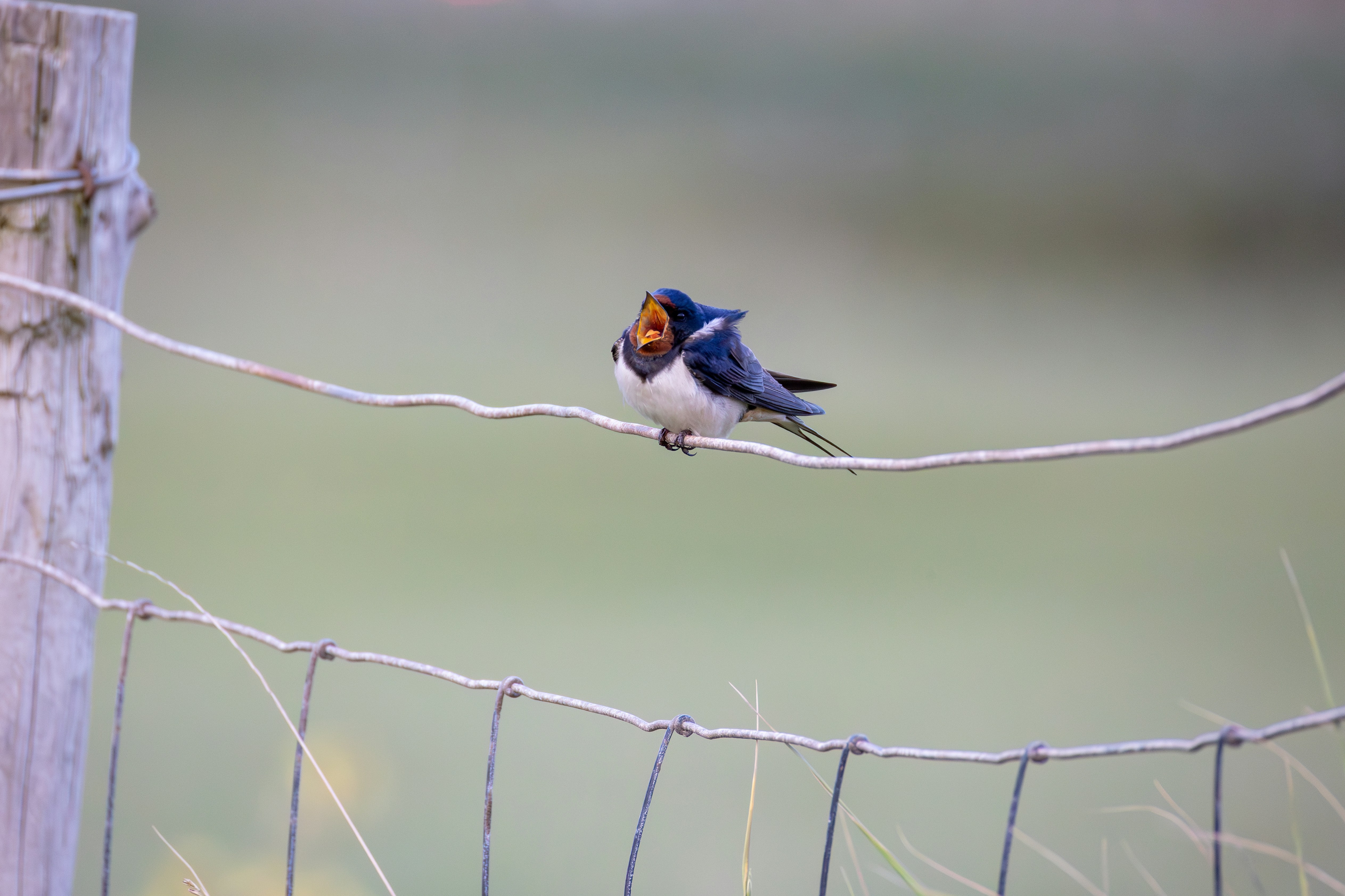 A small bird with colorful markings sits on a wire.