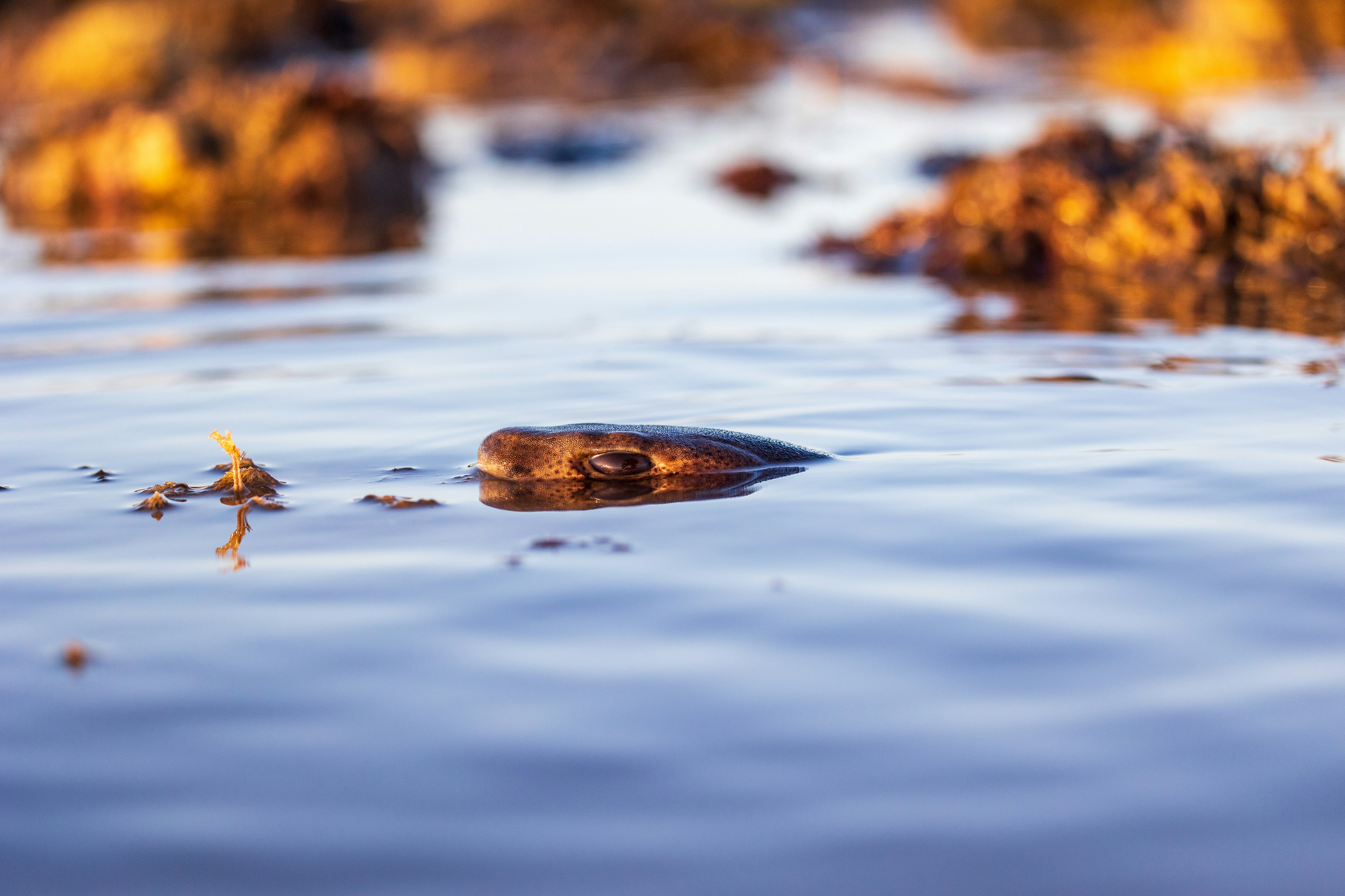 Photo by octopus_photo