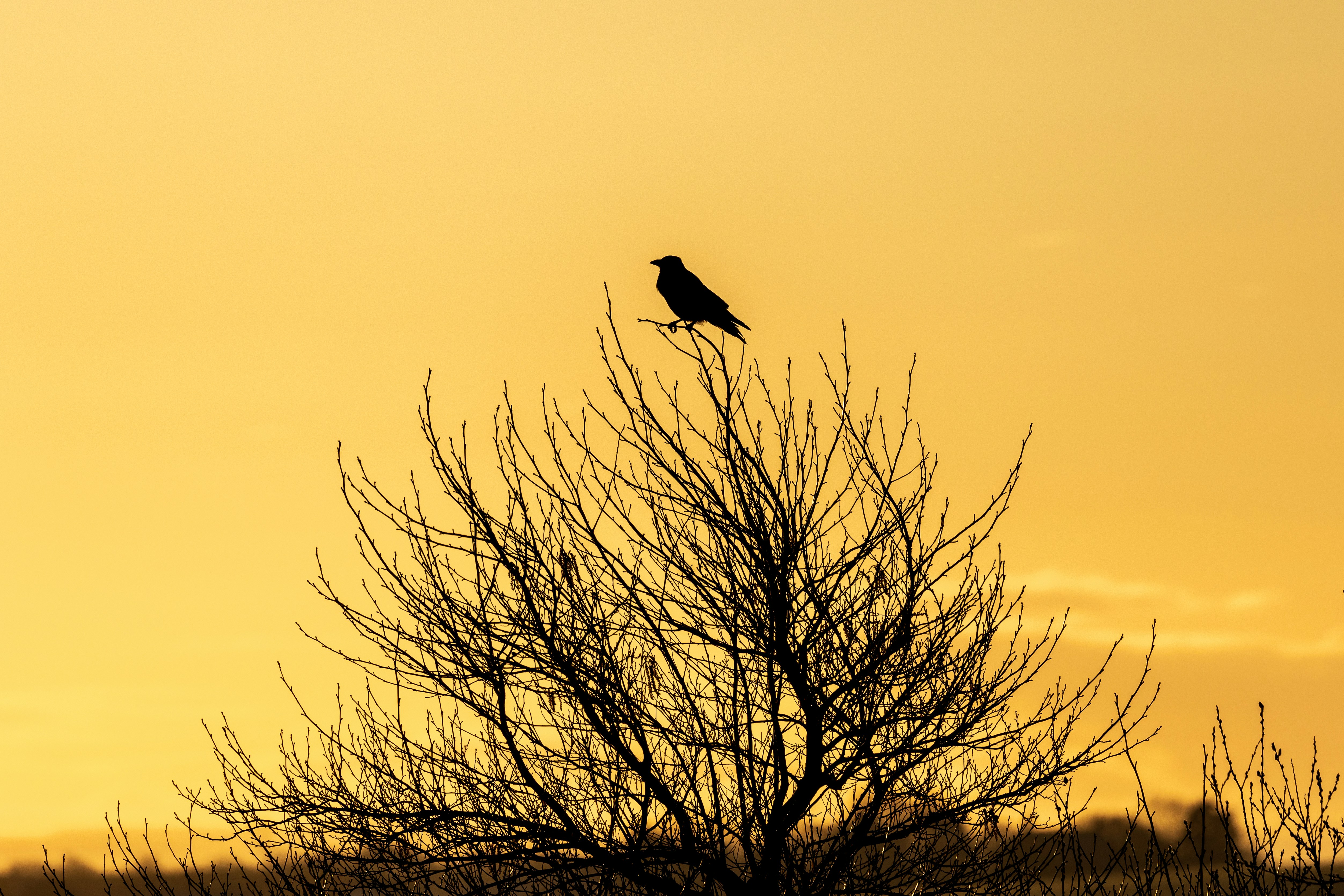 Photo by octopus_photo