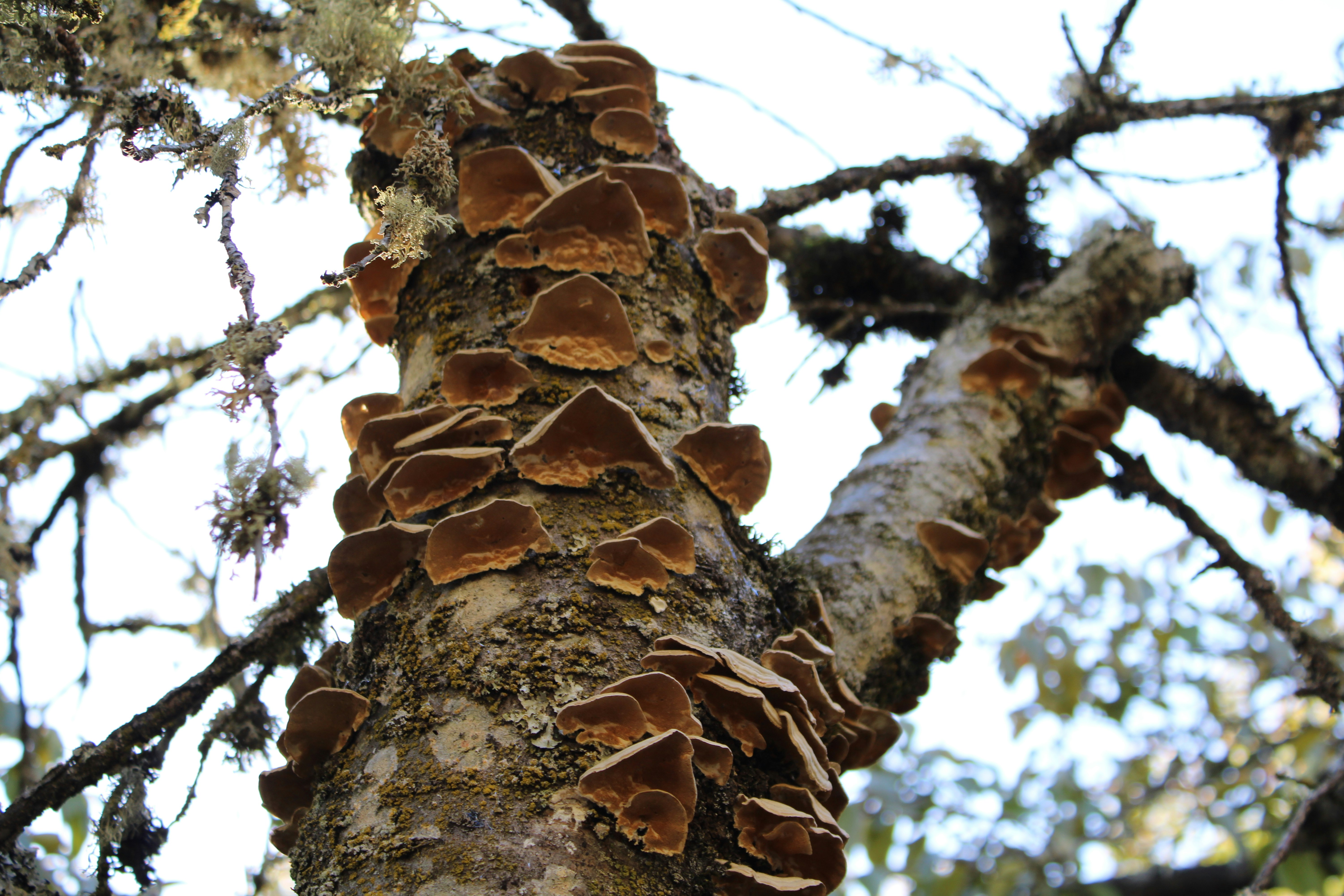 Tree trunk covered in shelf fungi