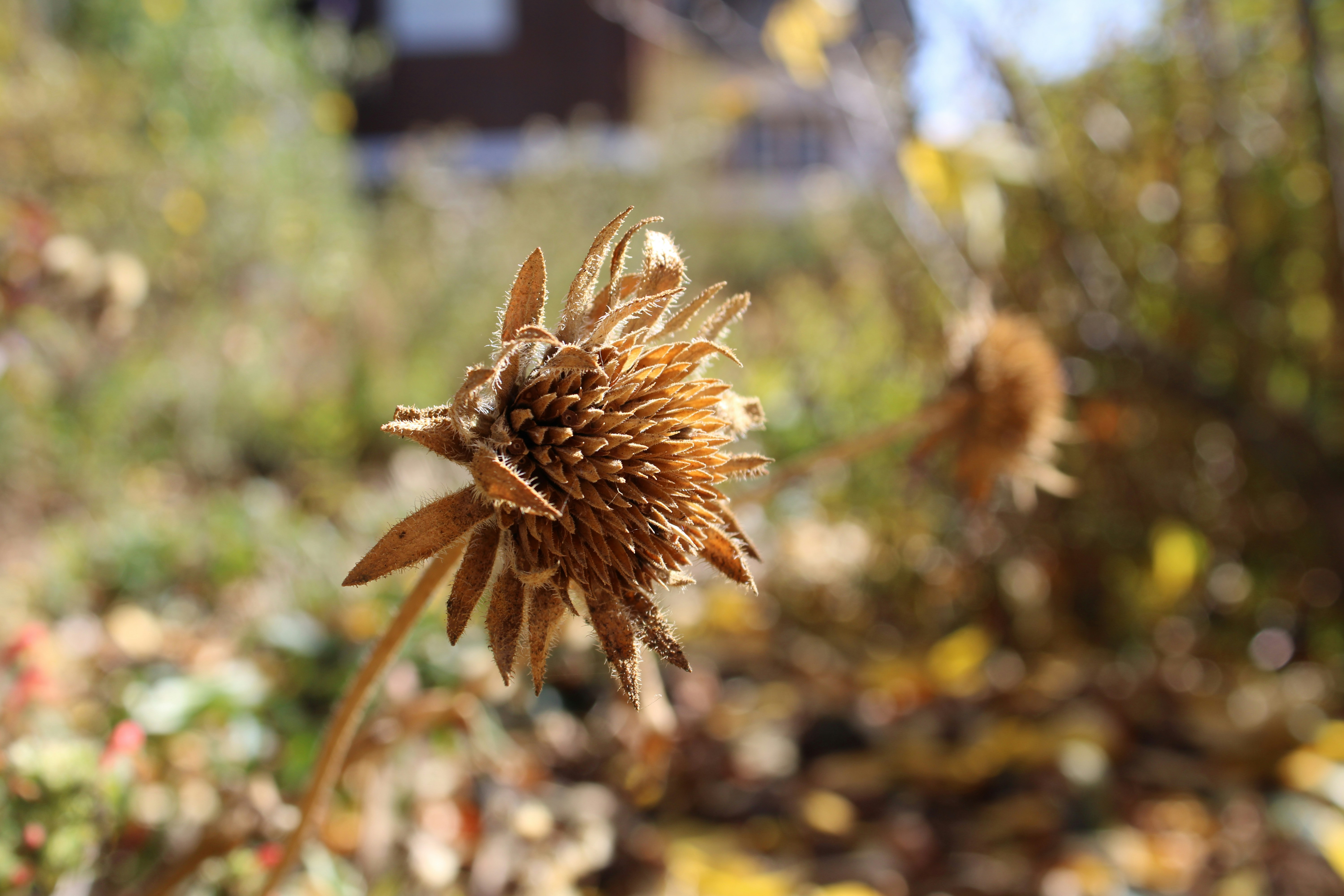 A dried flower head with autumn foliage in the background.