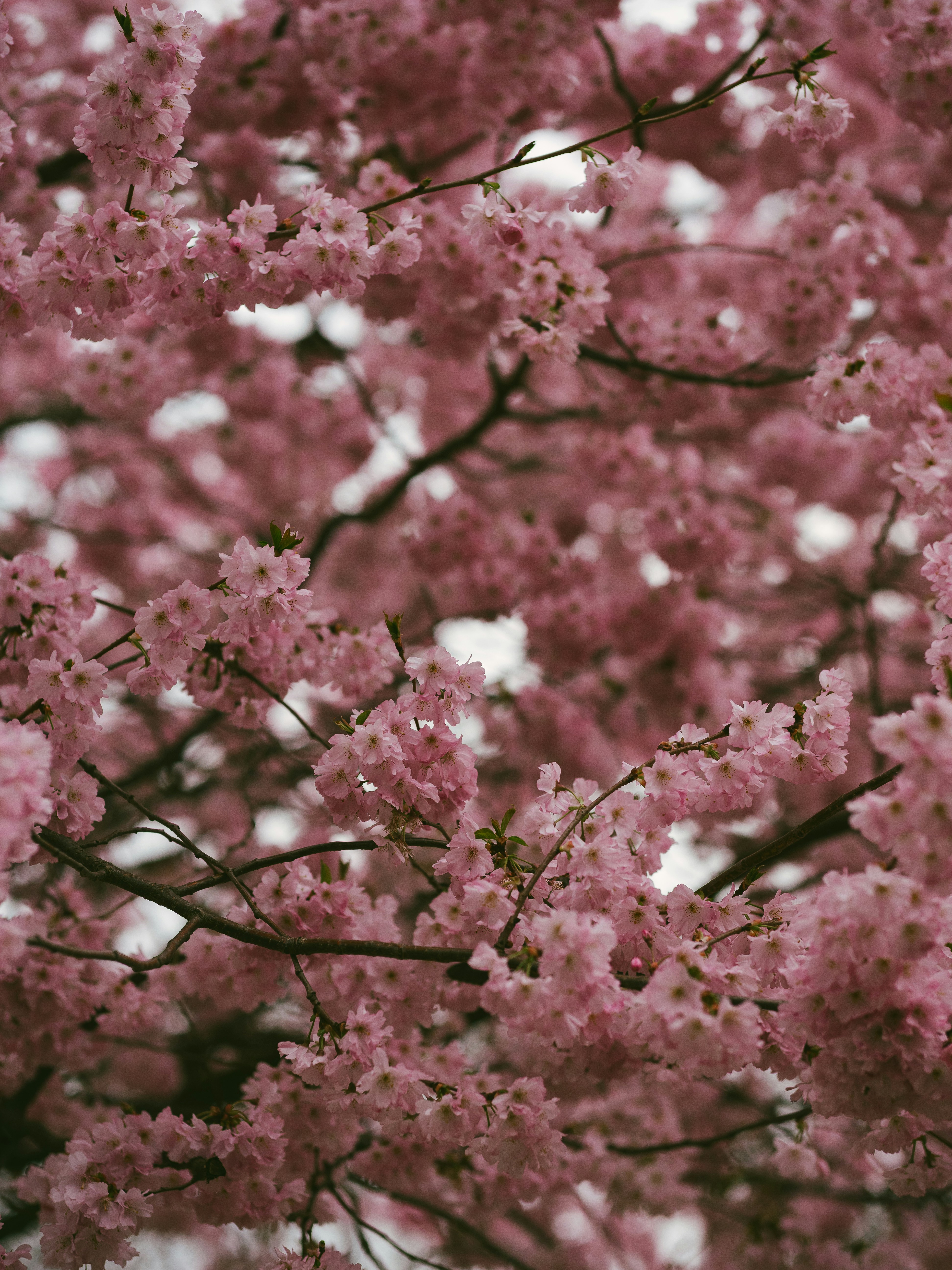 Photo by philipphubert