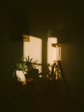 A potted plant and lamp in warm sunlight