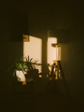 A potted plant and lamp in warm sunlight