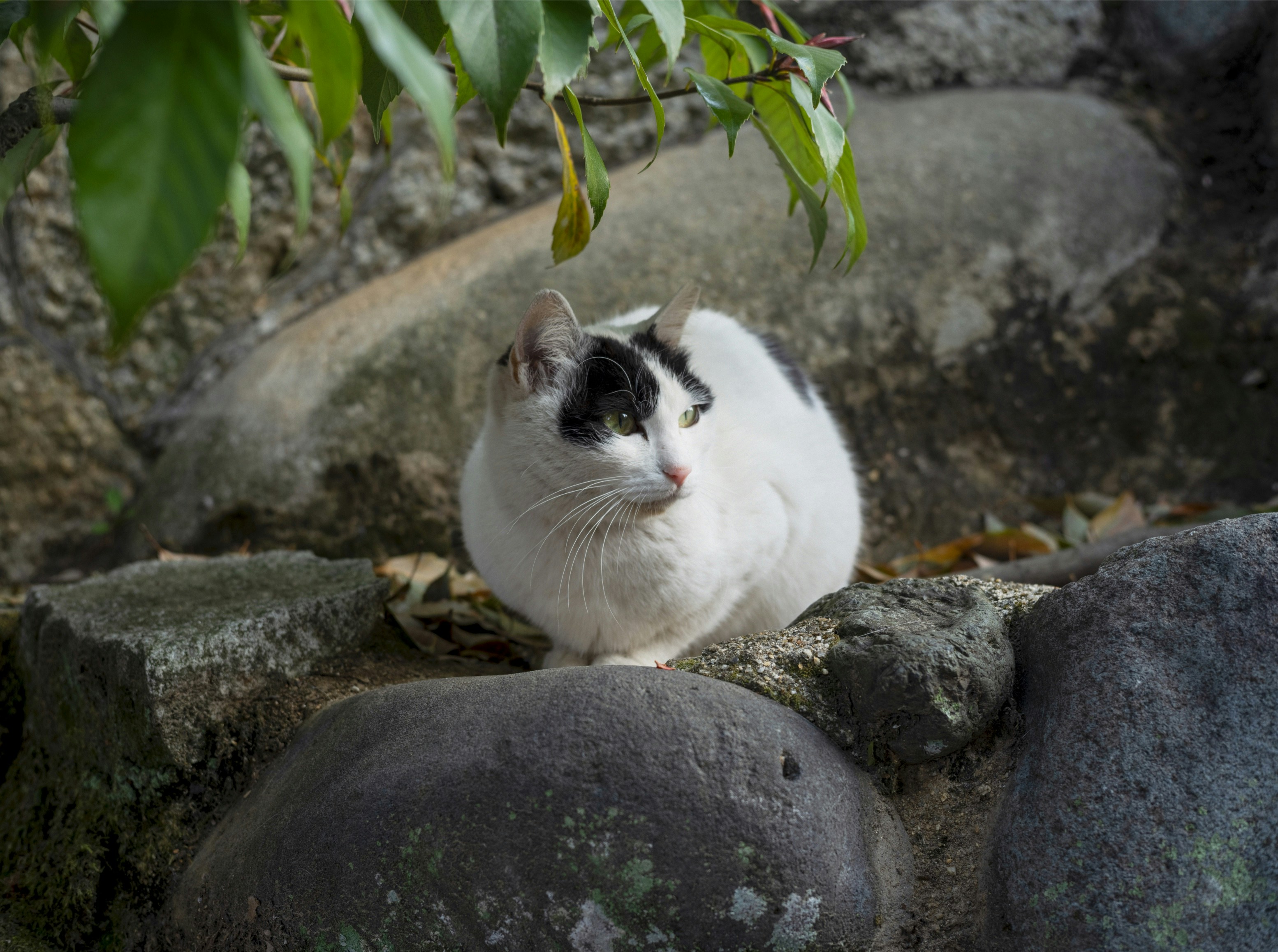 A black and white cat sits on rocks. photo – Free Cat Image on Unsplash