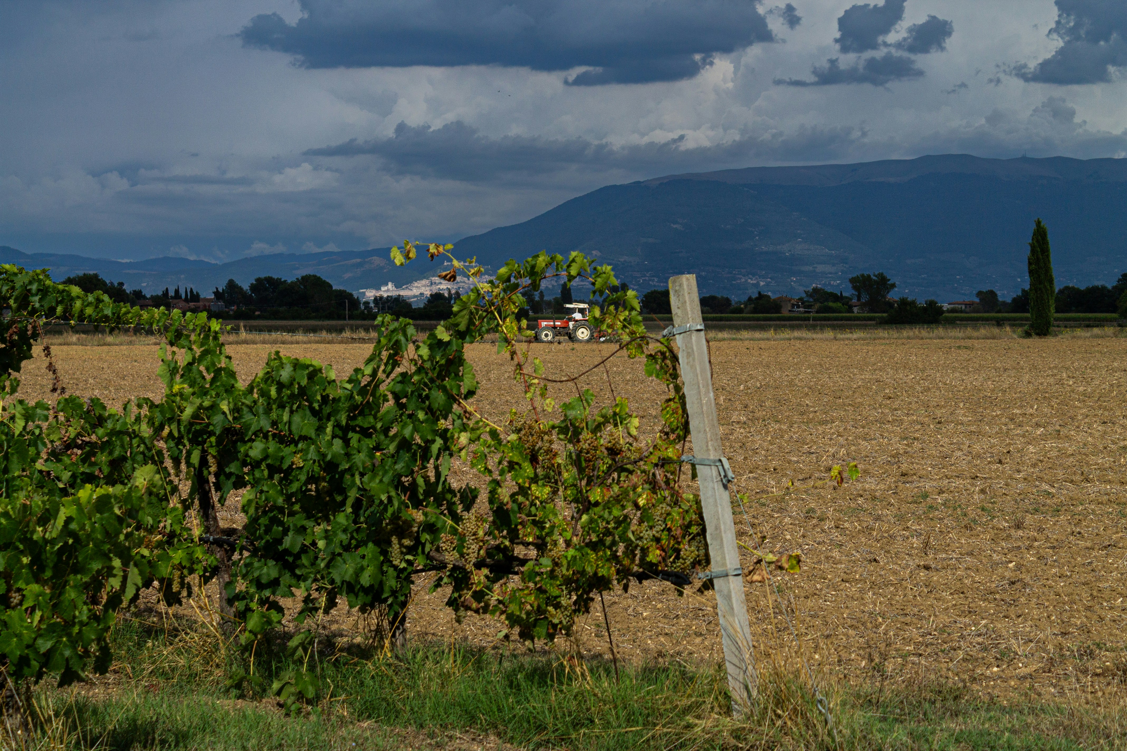 Vineyard rows in a dry, harvested field under stormy skies.